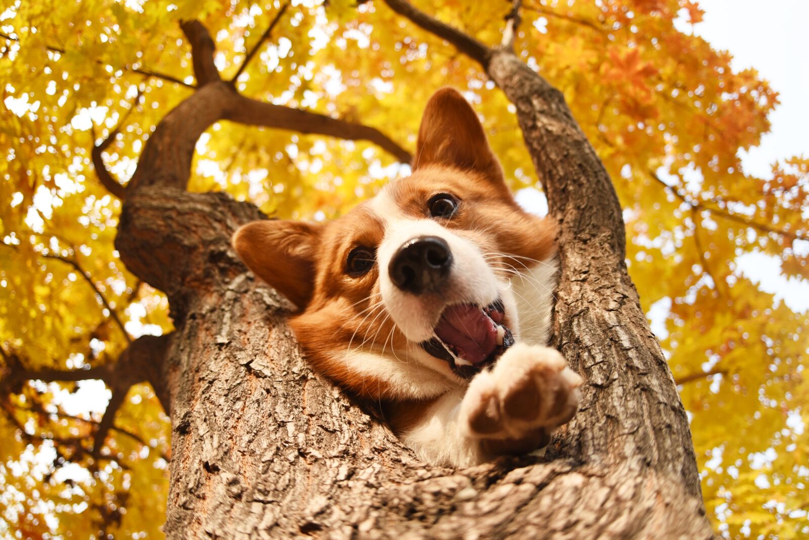 Nikon D750 sample photo. Pets, dog photography
