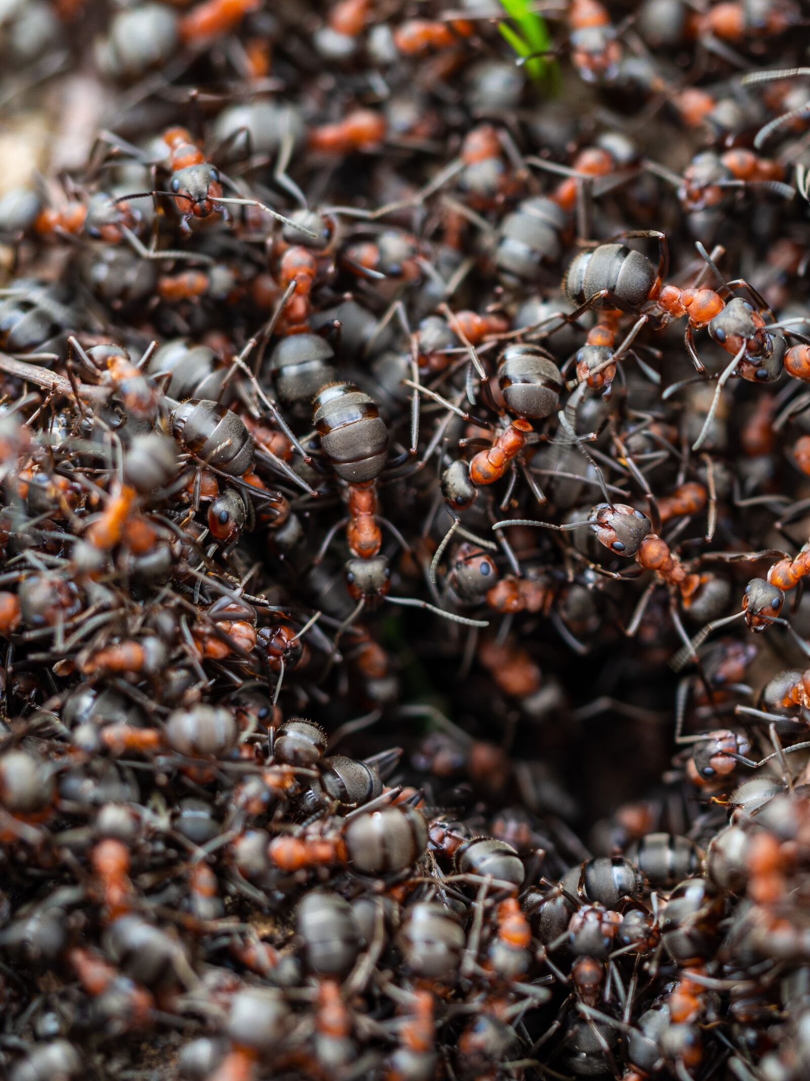Olympus OM-D E-M10 III sample photo. Ant, ants, black photography
