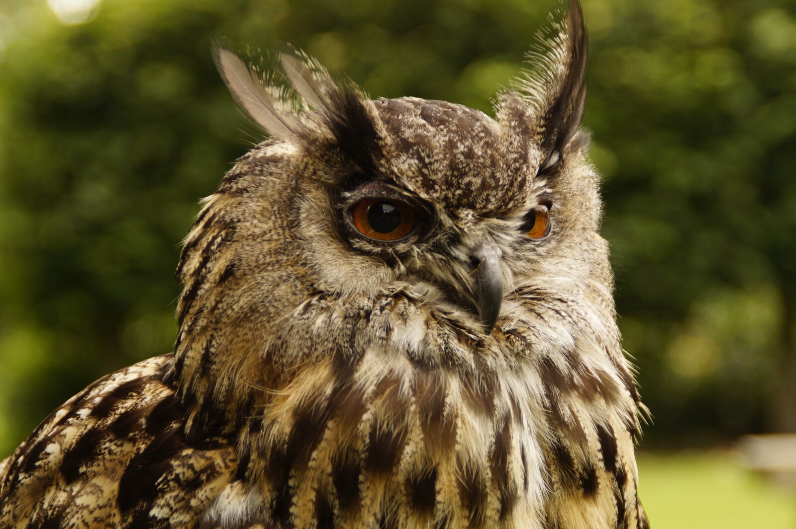 Sony SLT-A58 sample photo. Eagle owl, owl, head photography