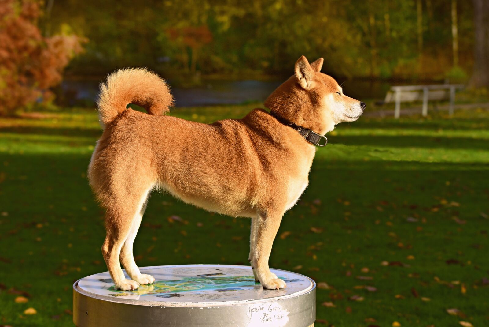 Nikon D750 sample photo. Shiba inu, dog, animal photography