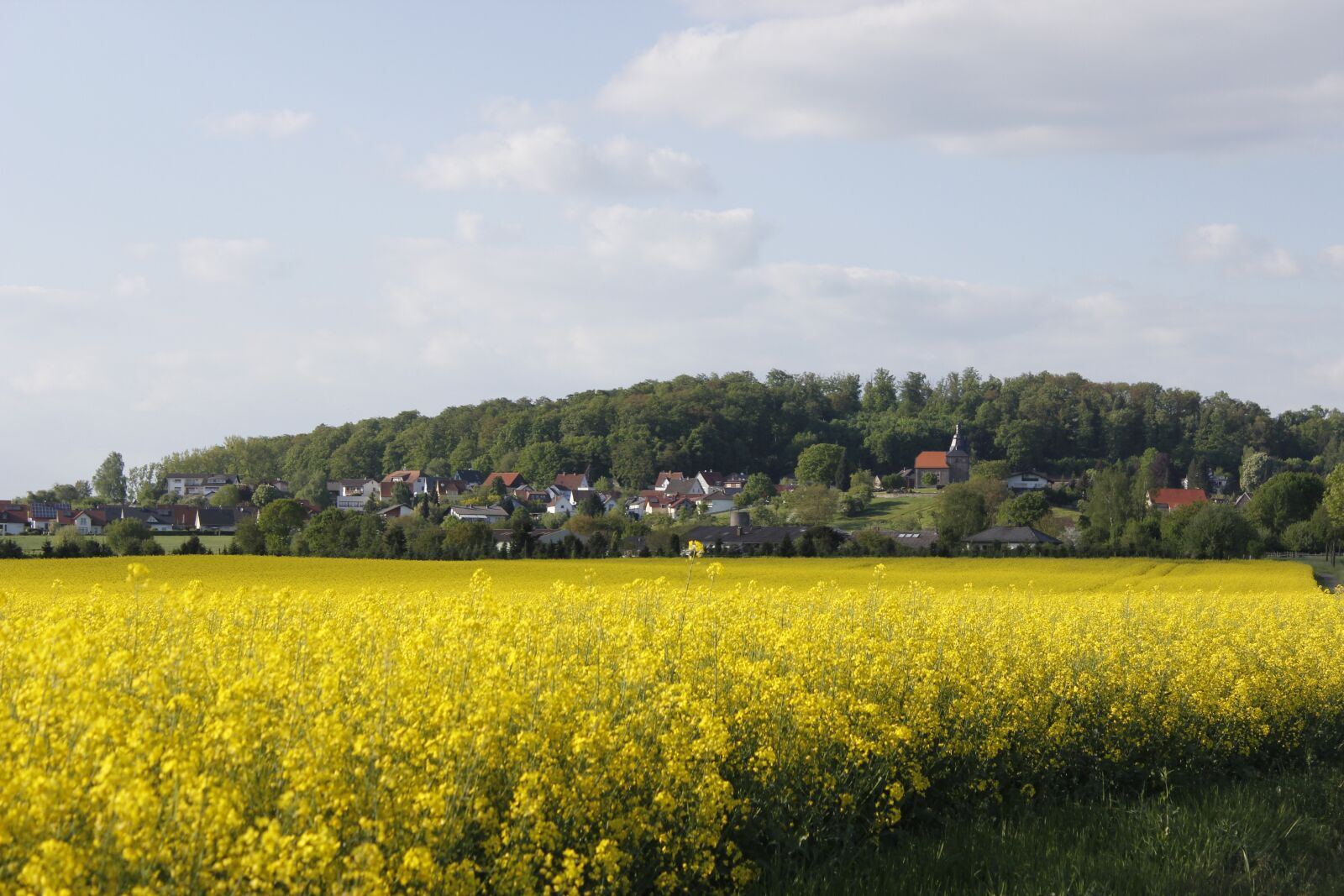 Canon EOS 600D (Rebel EOS T3i / EOS Kiss X5) sample photo. Village, summer, oilseed rape photography