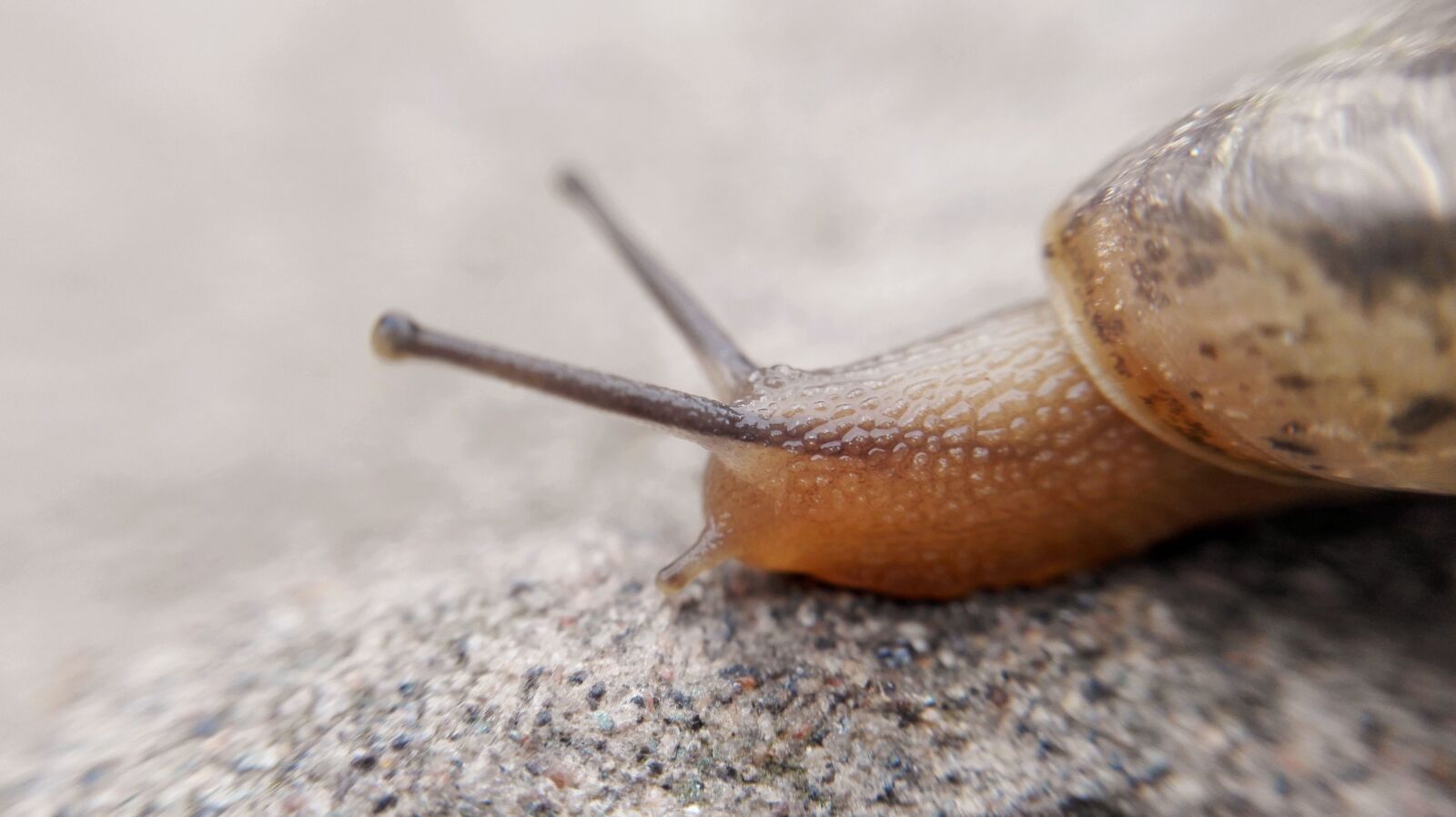 HUAWEI H60-L11 sample photo. Macro, slug, snails photography