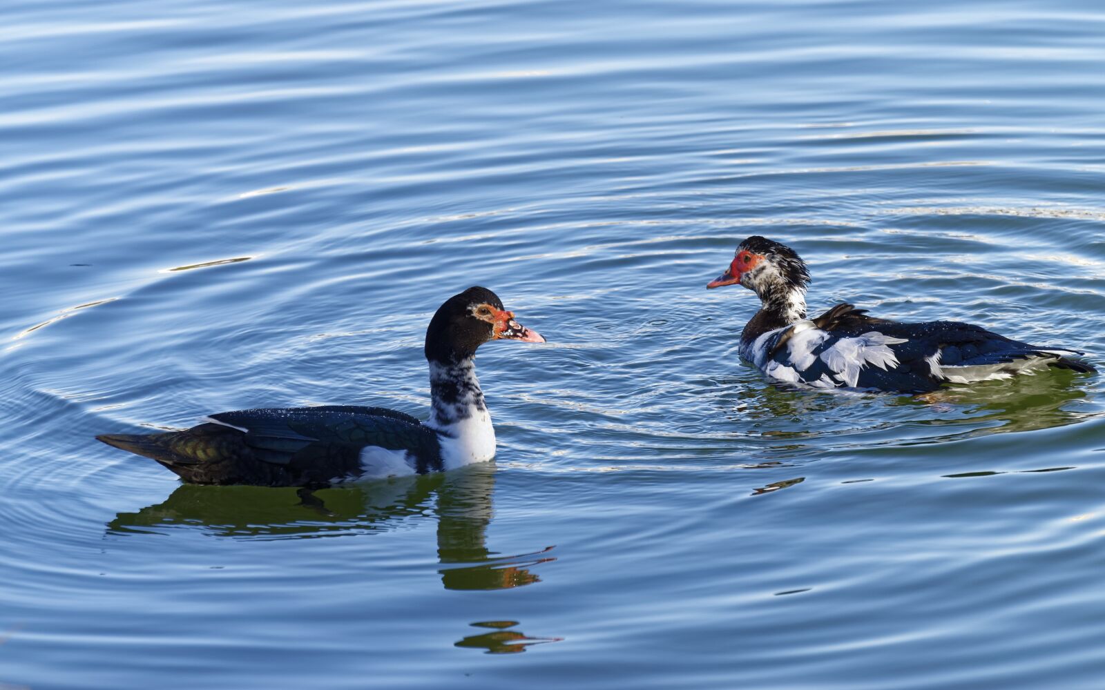Nikon D5300 sample photo. Ducks, move, teal photography