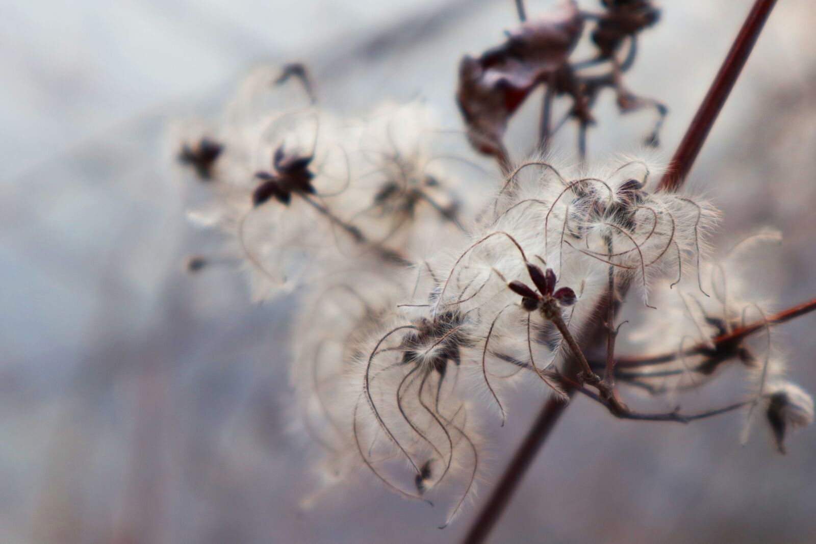 Canon EOS M100 sample photo. Winter, autumn, plant photography