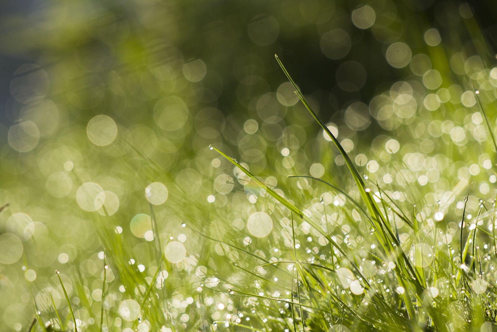 Canon EOS 50D + Canon EF 70-300 F4-5.6 IS II USM sample photo. Bookeh, drops, grass photography
