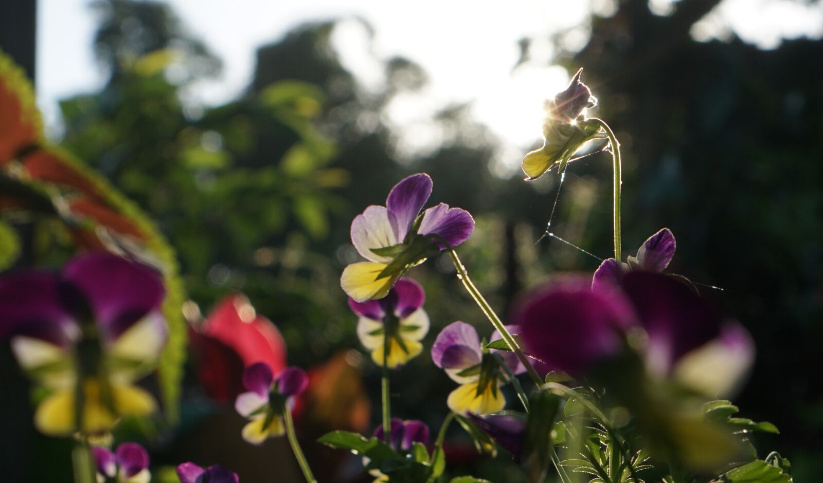 Sony a6000 + Sony E 35mm F1.8 OSS sample photo. Spring, flowers, purple photography