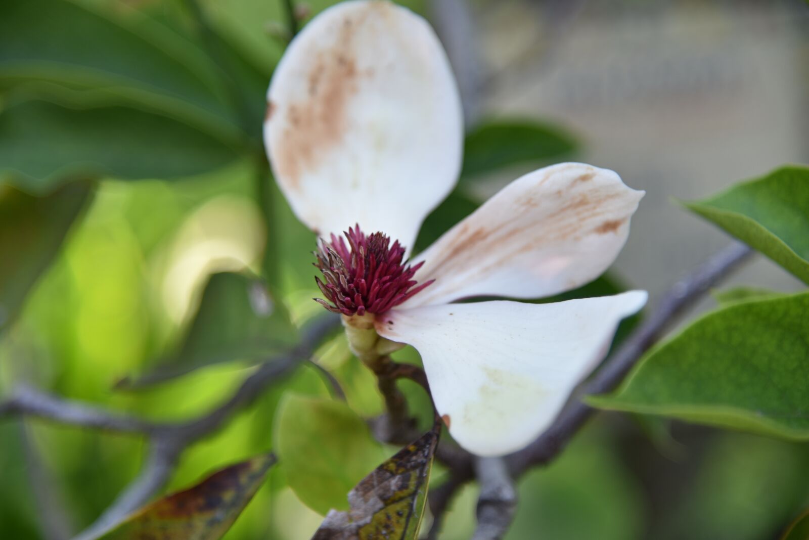 Nikon D750 sample photo. Flowers, nature, flower photography