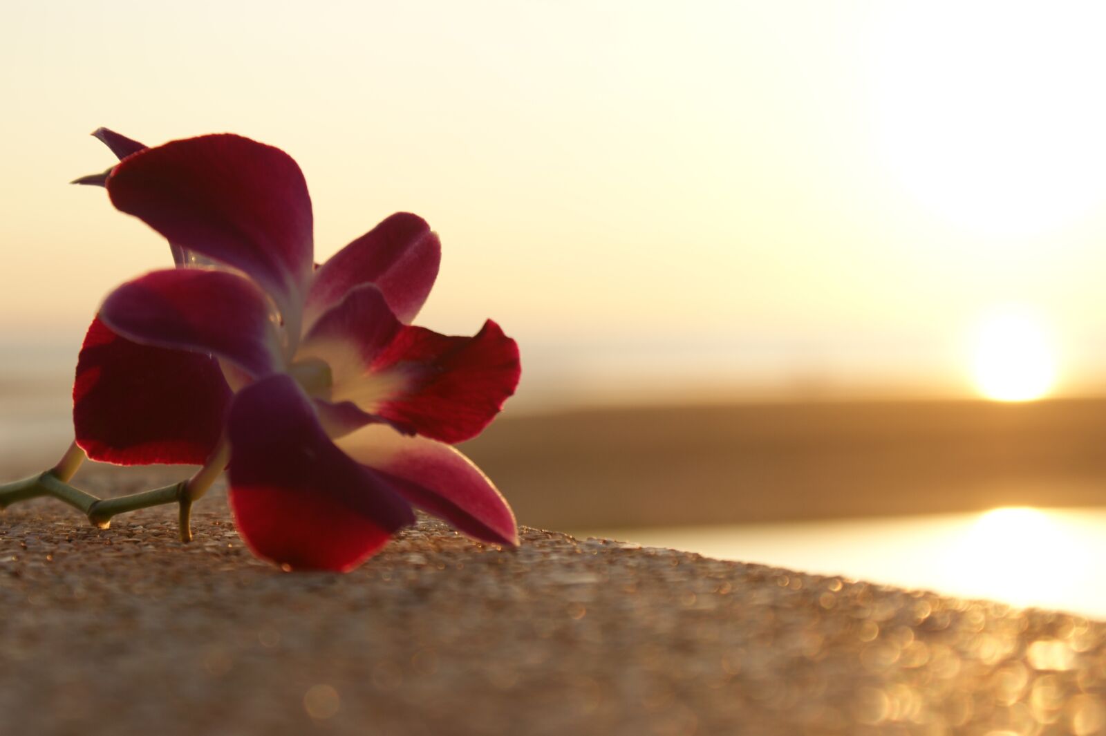 Sony Alpha DSLR-A350 sample photo. Nature, flower, beach photography