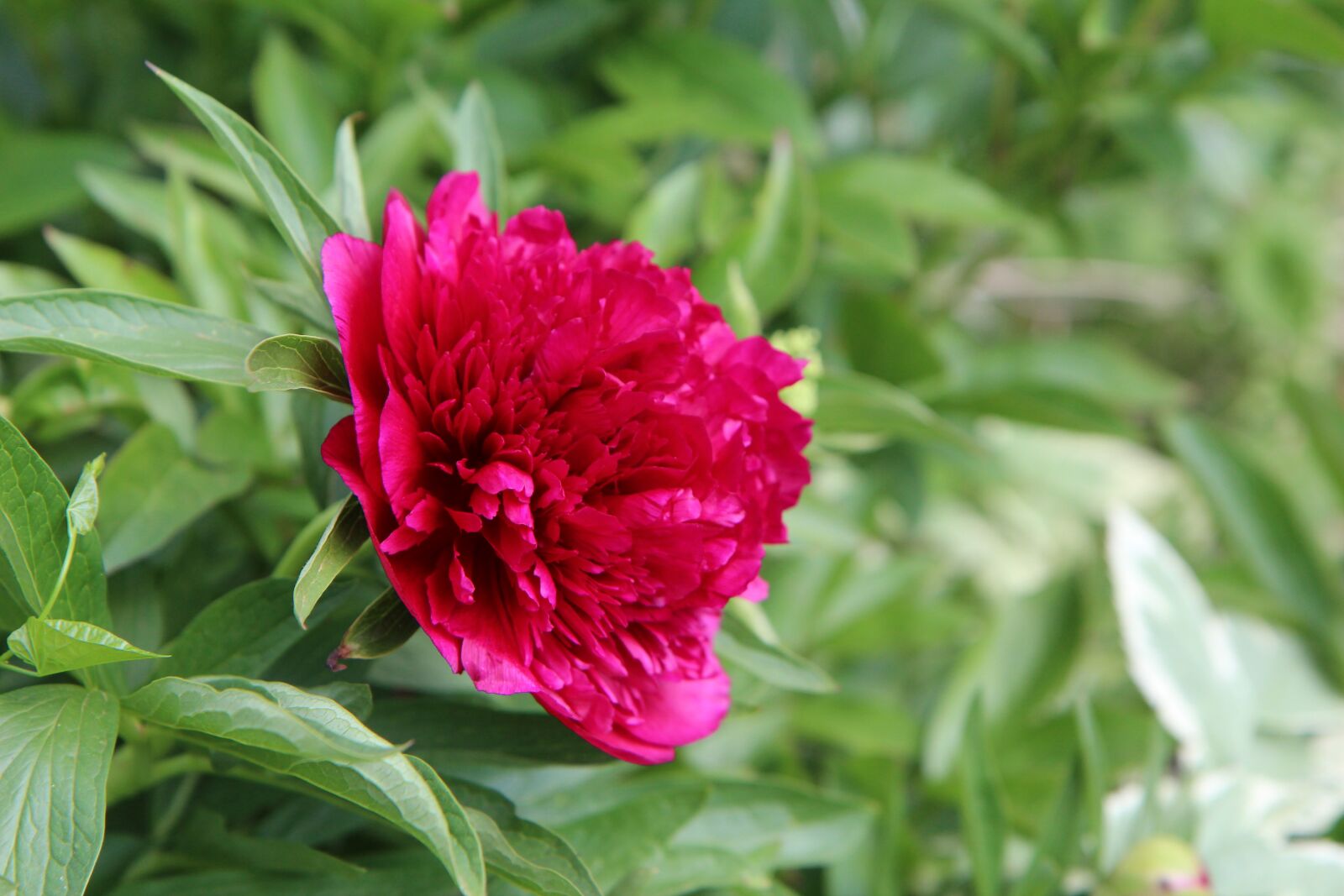 Canon EOS 600D (Rebel EOS T3i / EOS Kiss X5) + Sigma 12-24mm f/4.5-5.6 EX DG ASPHERICAL HSM + 1.4x sample photo. Peony, peony red, botany photography