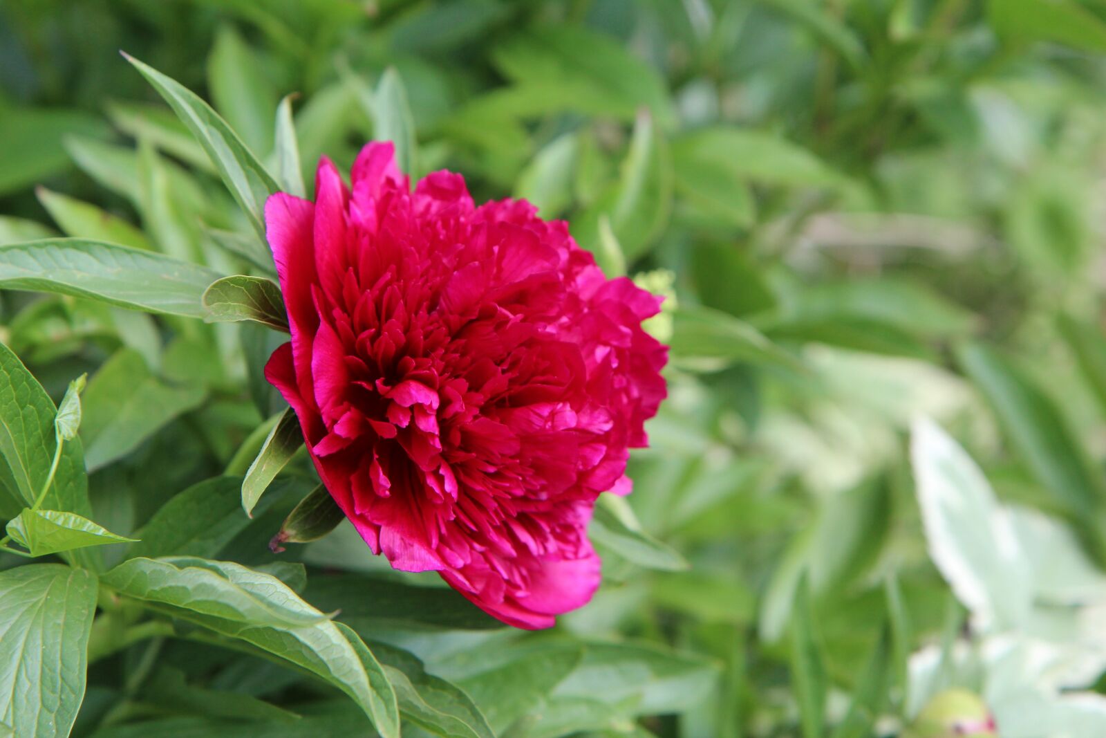 Canon EOS 600D (Rebel EOS T3i / EOS Kiss X5) sample photo. Peony, peony red, botany photography