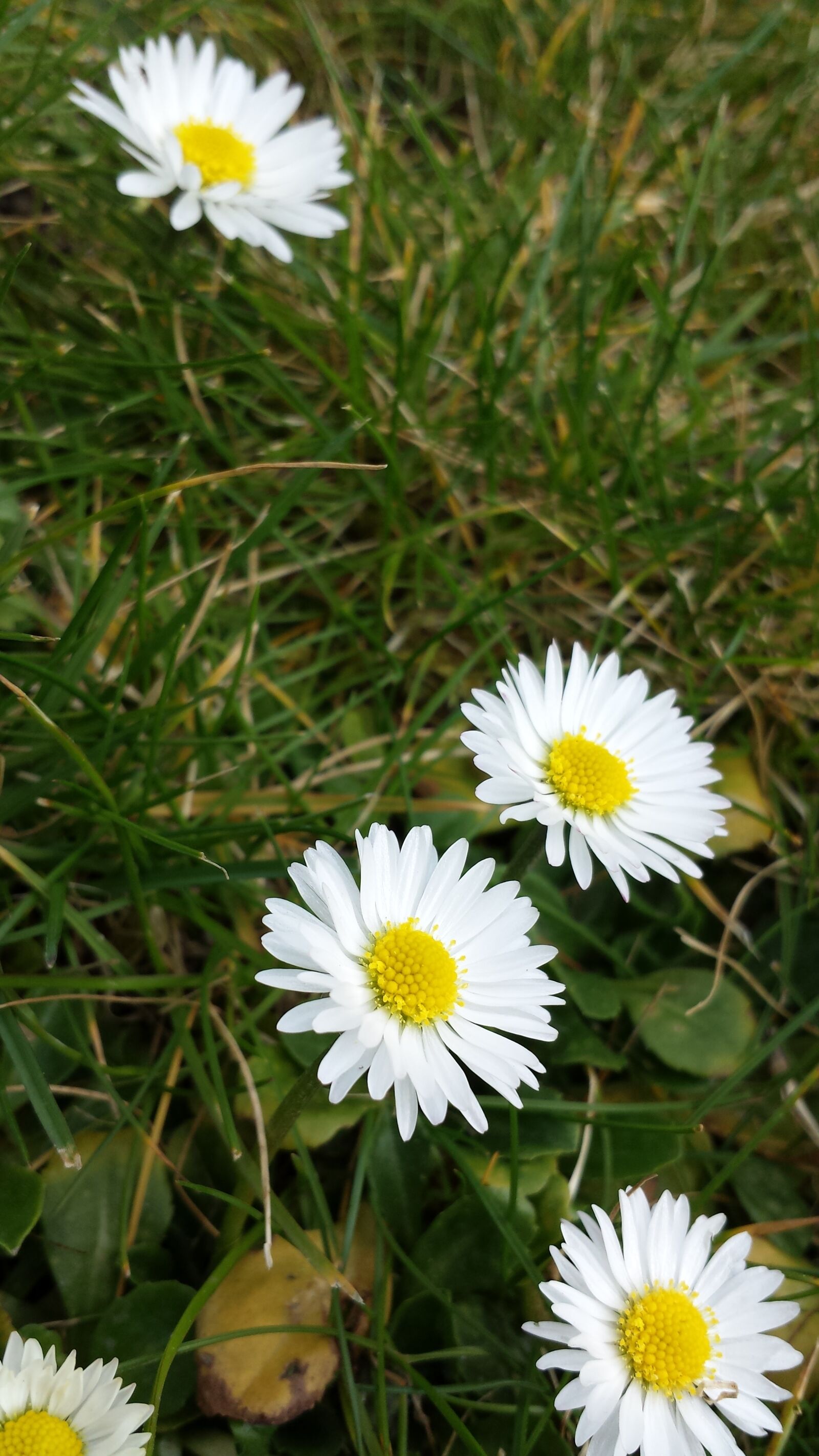 Samsung Galaxy S4 sample photo. Daisy, flowers, nature photography