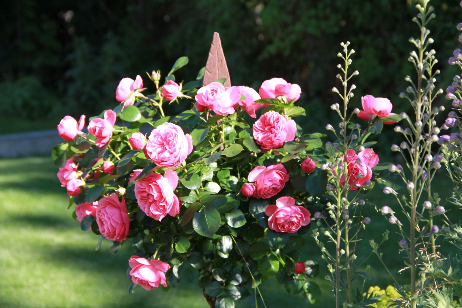 Canon EOS 7D sample photo. Roses, garden, flower photography