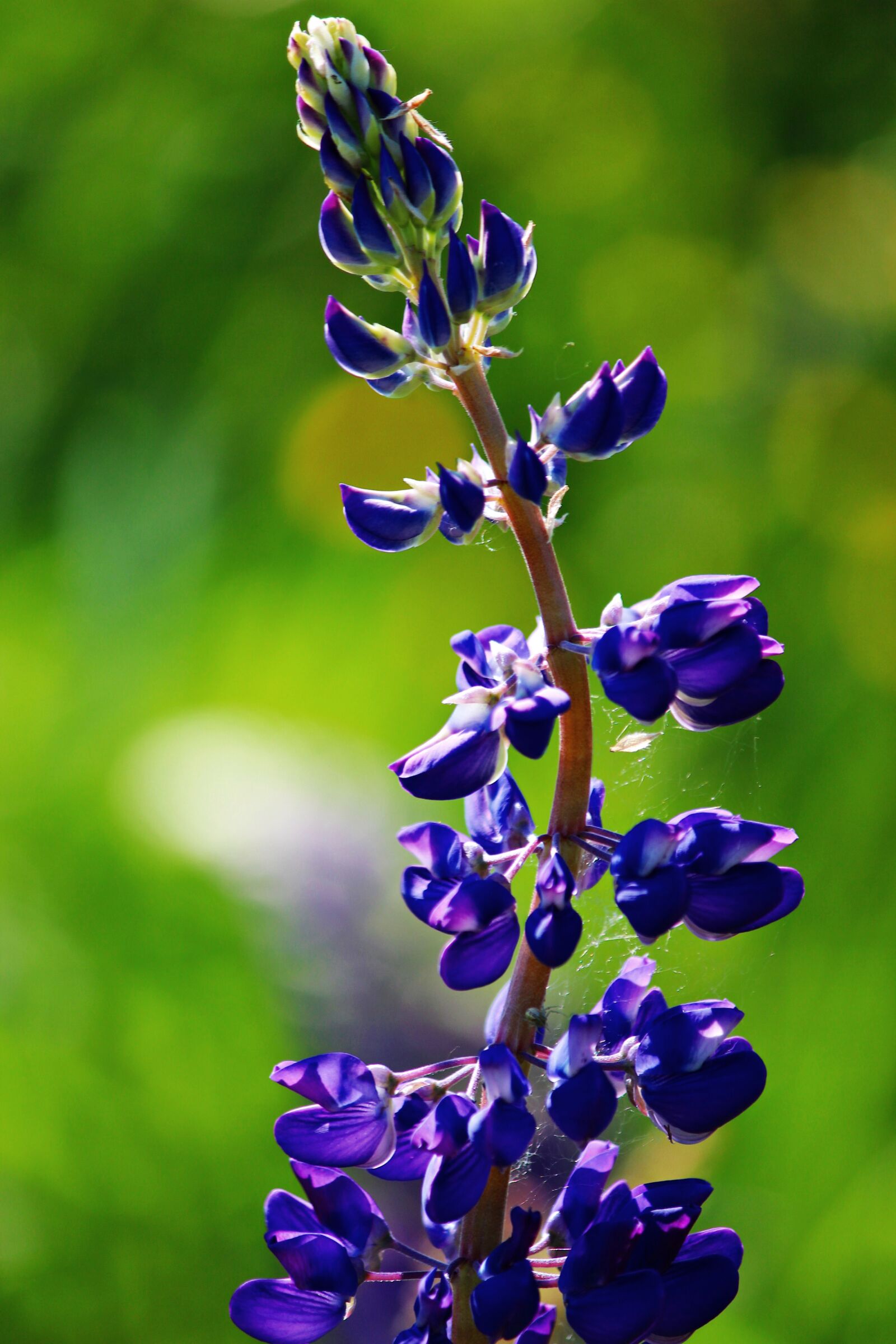 Canon EOS 600D (Rebel EOS T3i / EOS Kiss X5) sample photo. Lupine, meadow, nature photography