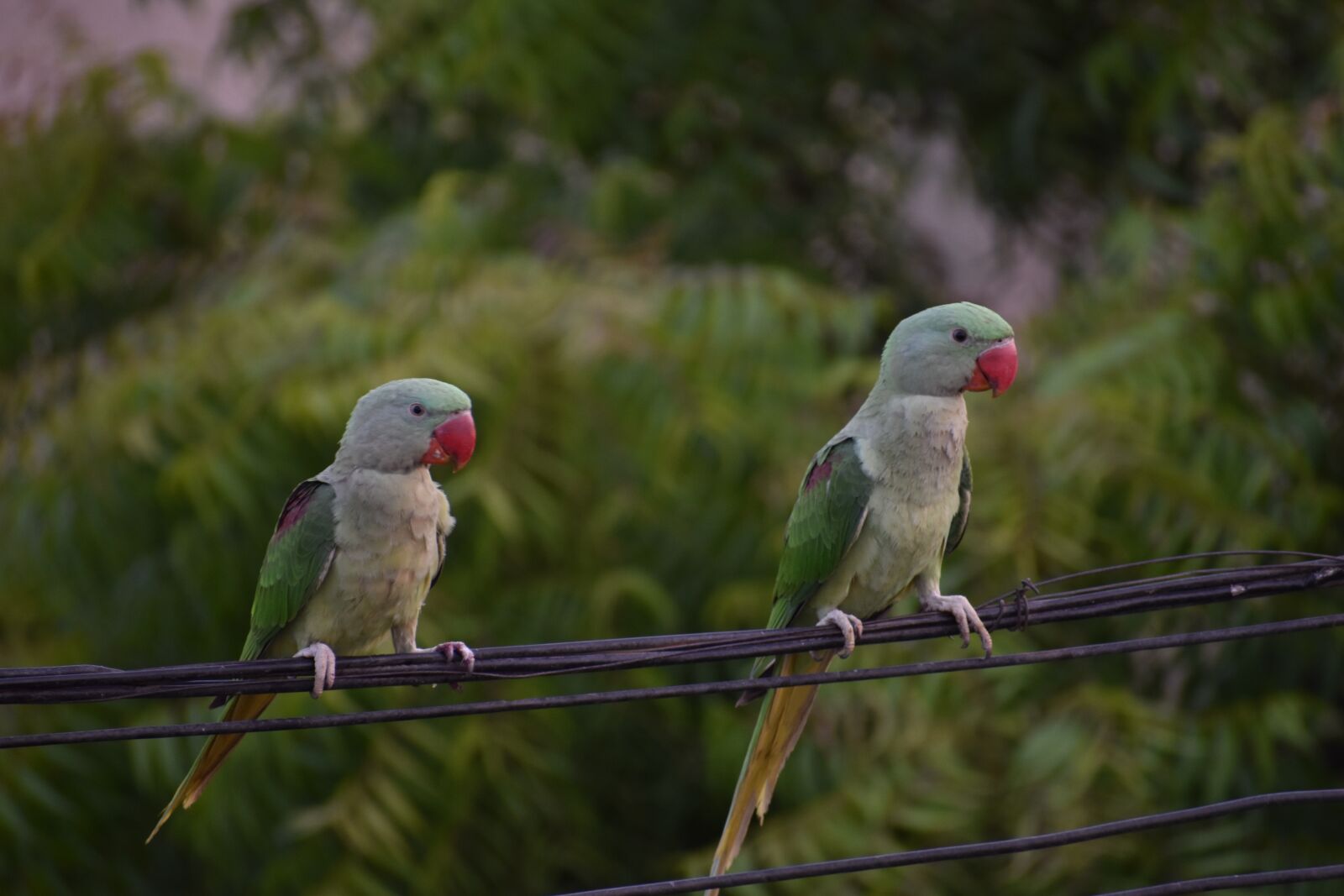 Nikon D5600 sample photo. Parakeets, parrots, pair photography