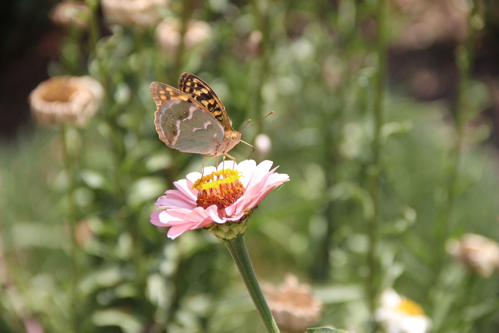 Canon EOS 650D (EOS Rebel T4i / EOS Kiss X6i) sample photo. Butterfly, flower, insect photography