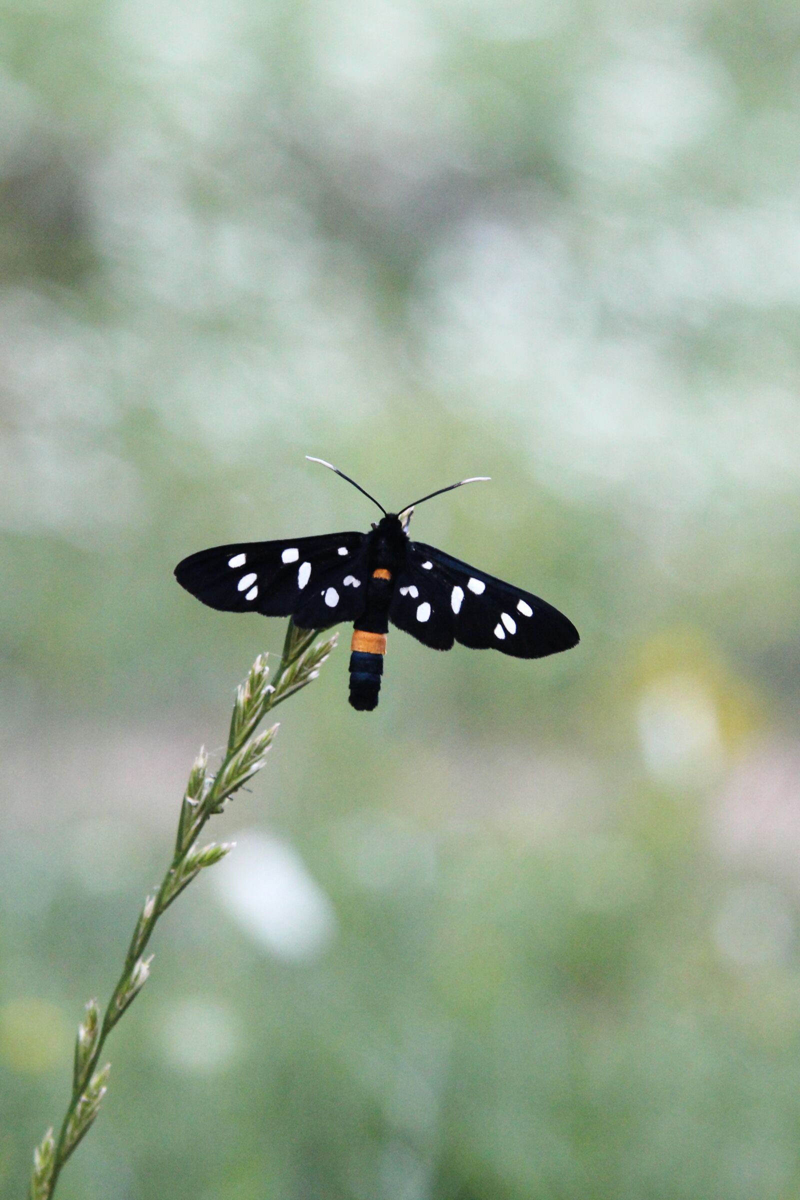 Canon EF-S 17-85mm F4-5.6 IS USM sample photo. Nature, butterfly, serenity photography