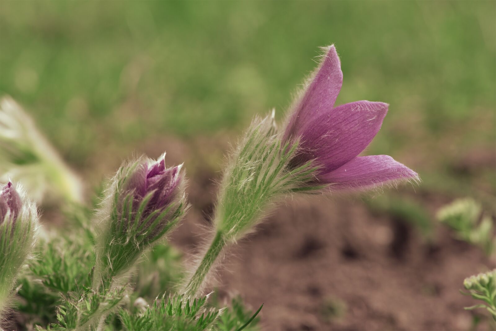 Nikon D750 sample photo. Anemone, flower, flowers photography