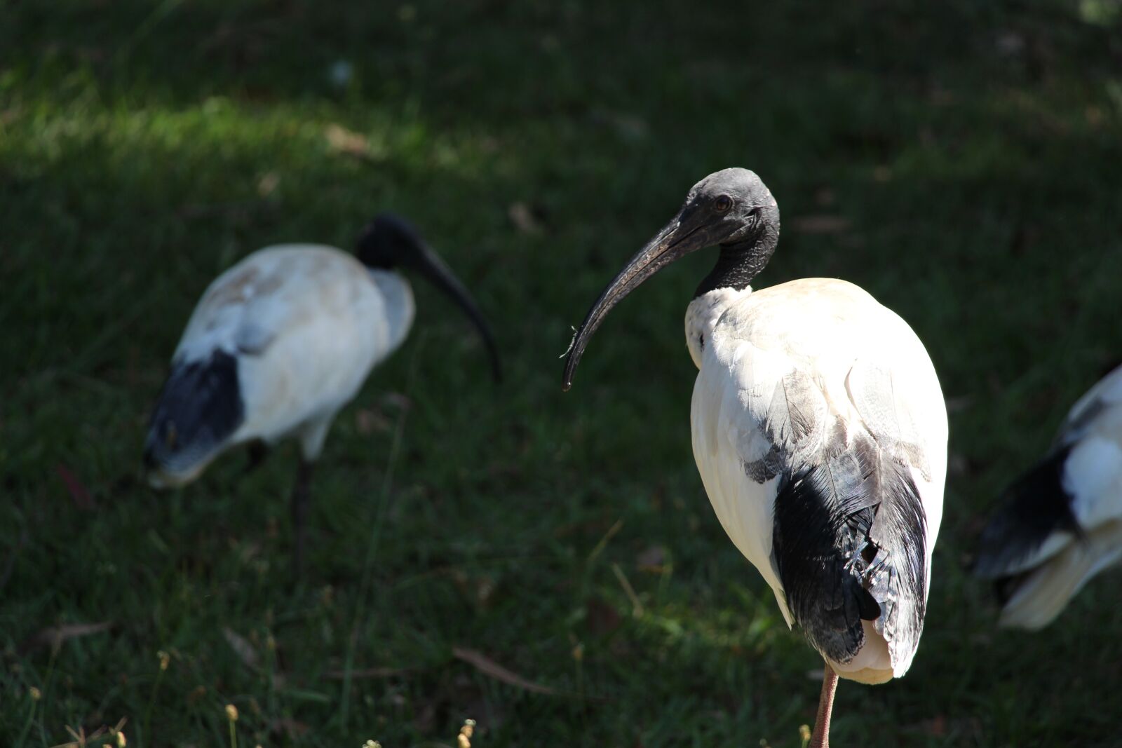Canon EOS 650D (EOS Rebel T4i / EOS Kiss X6i) + Canon EF-S 18-135mm F3.5-5.6 IS STM sample photo. Ibis, bird, wildlife photography