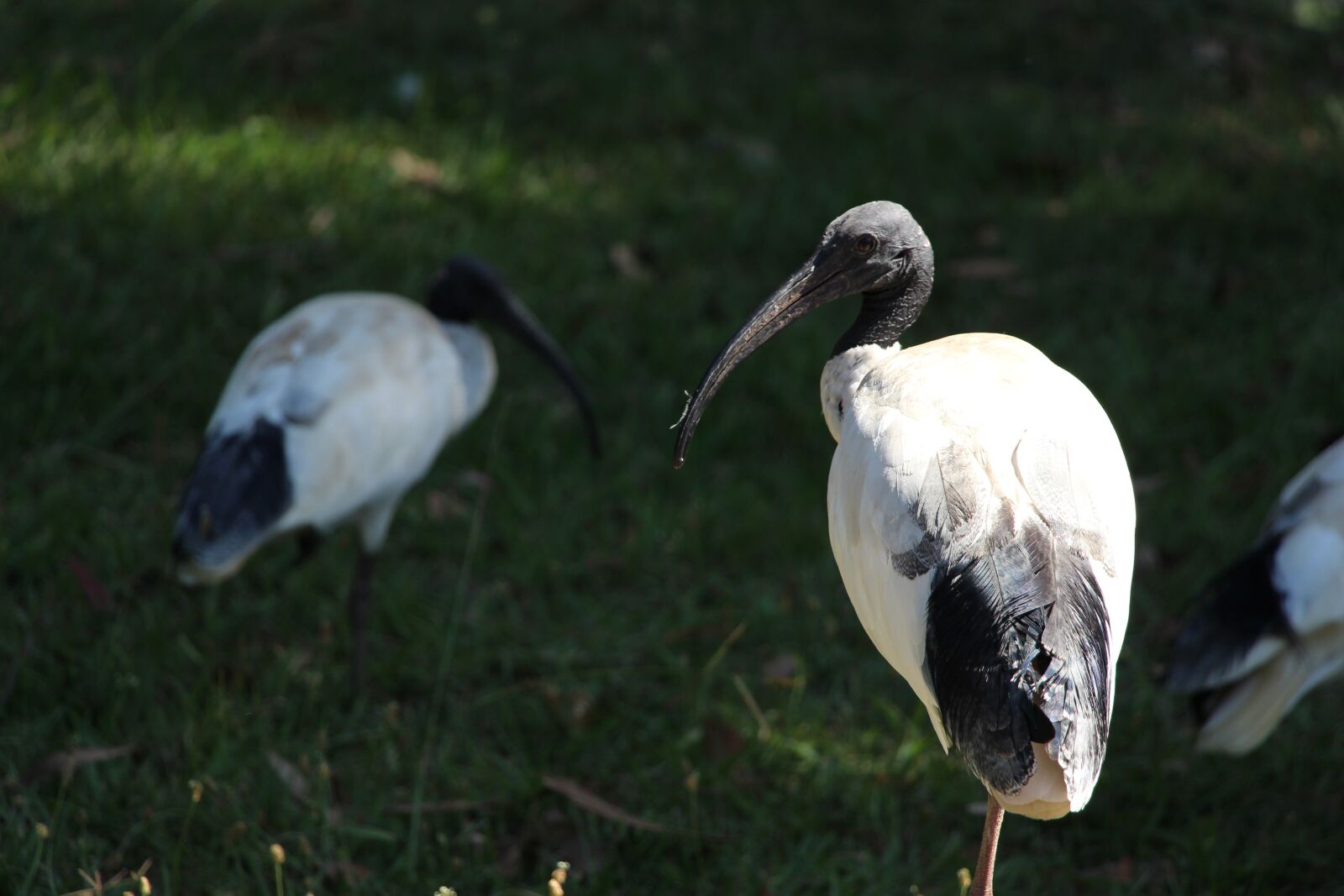 Canon EOS 650D (EOS Rebel T4i / EOS Kiss X6i) sample photo. Ibis, bird, wildlife photography