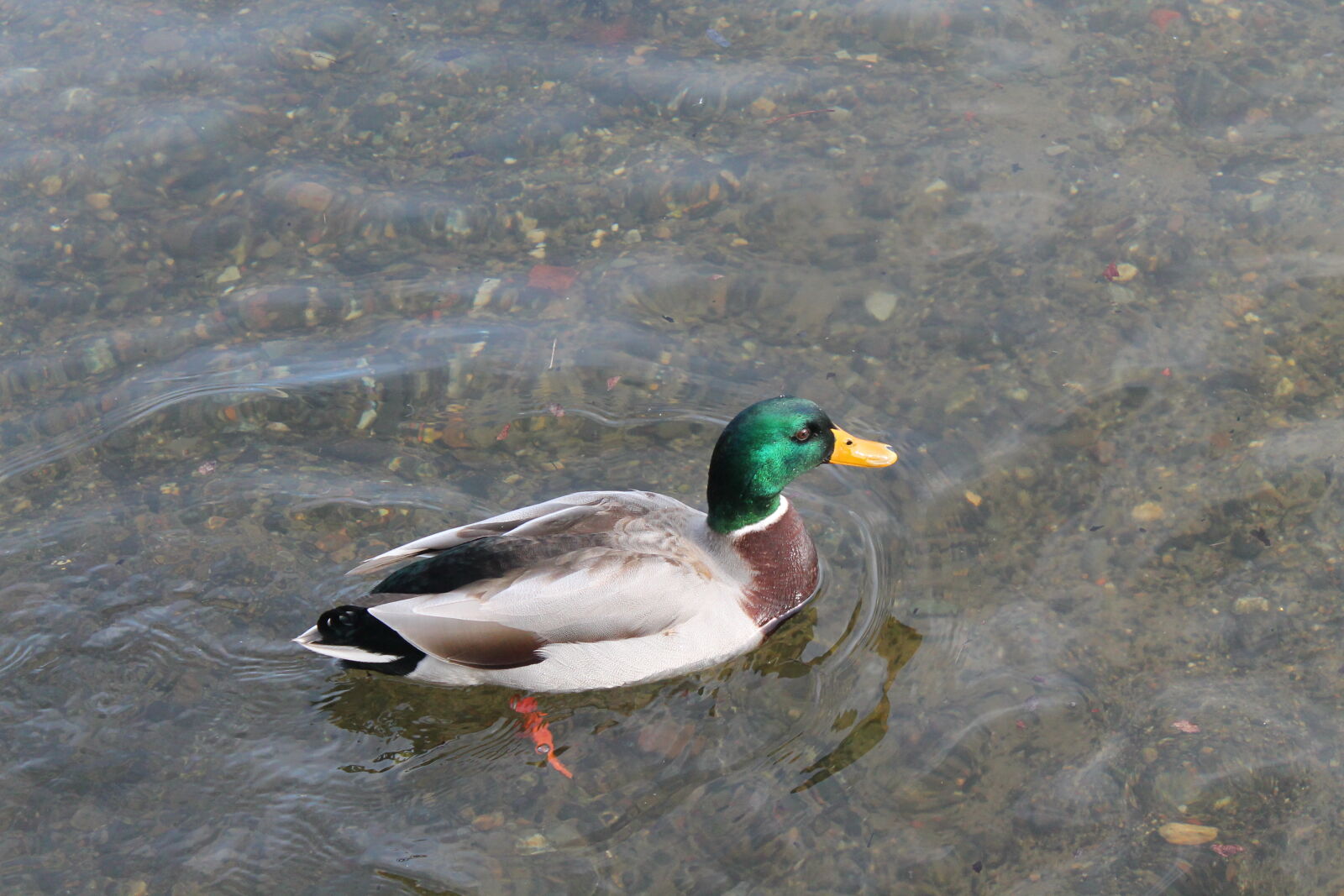 Canon EOS 1100D (EOS Rebel T3 / EOS Kiss X50) sample photo. Animals, bird, duck, nature photography