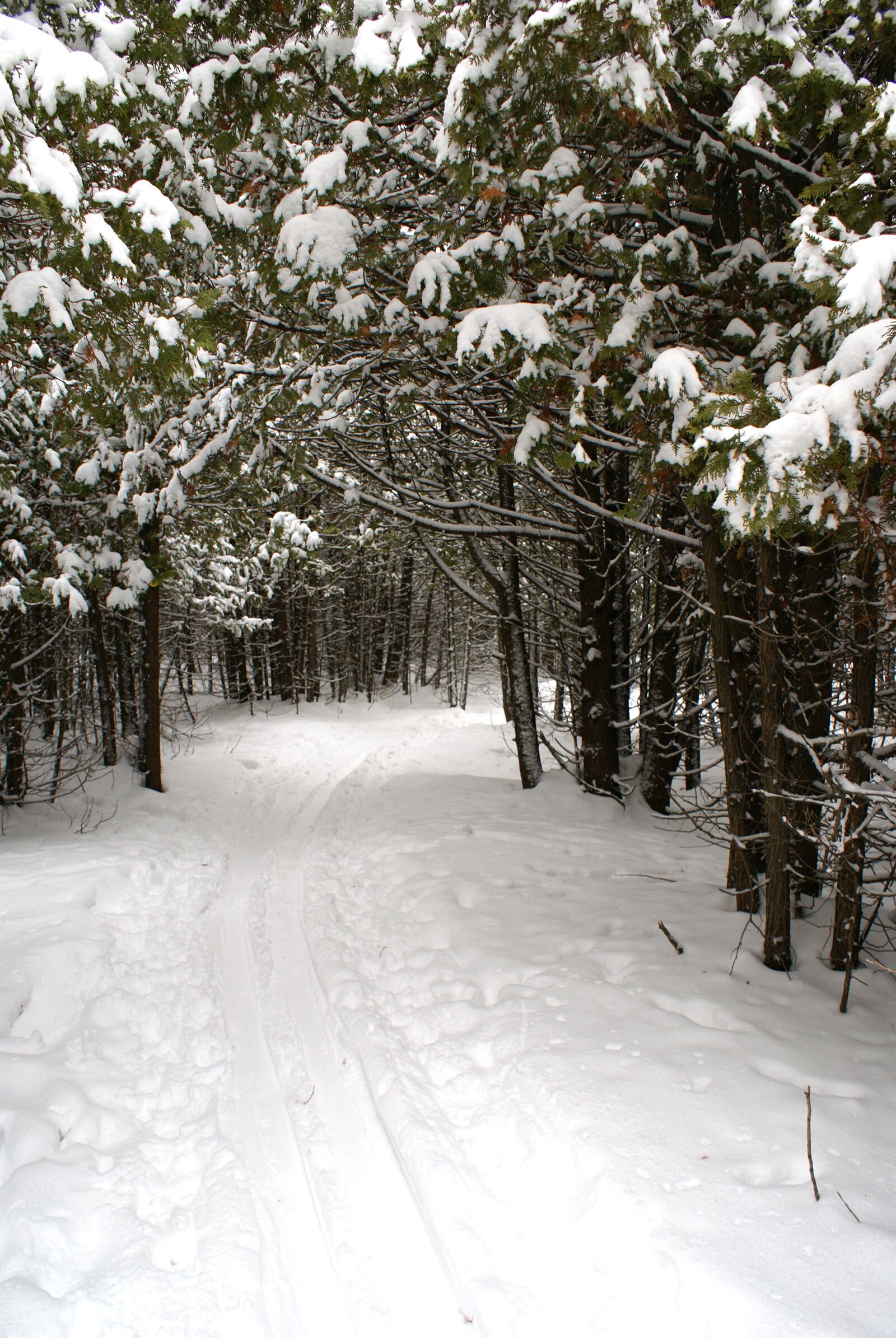 Sony Alpha DSLR-A100 sample photo. Winter, path, solitude photography