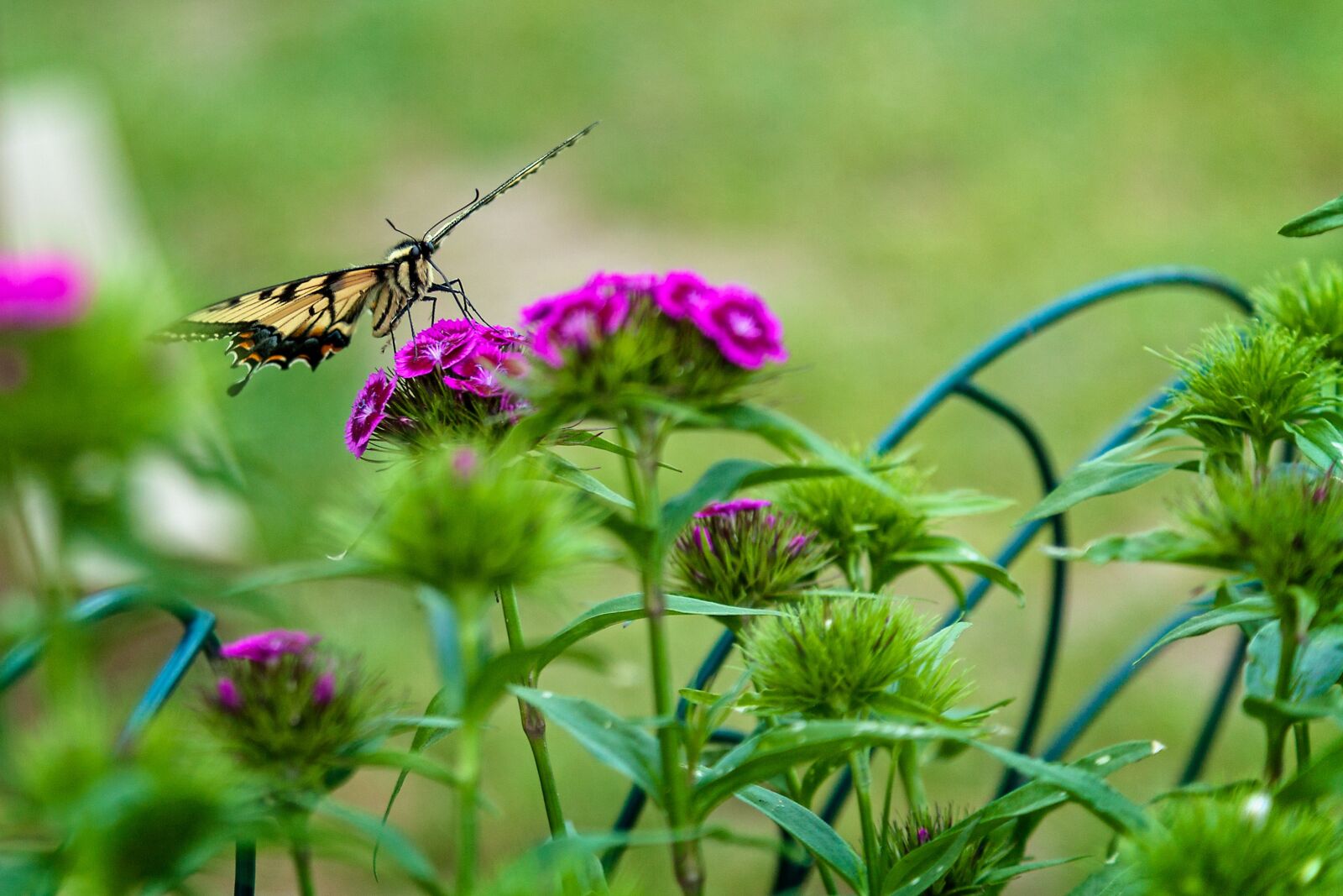 Canon EOS 5D Mark II sample photo. Butterfly, flowers, bloom photography