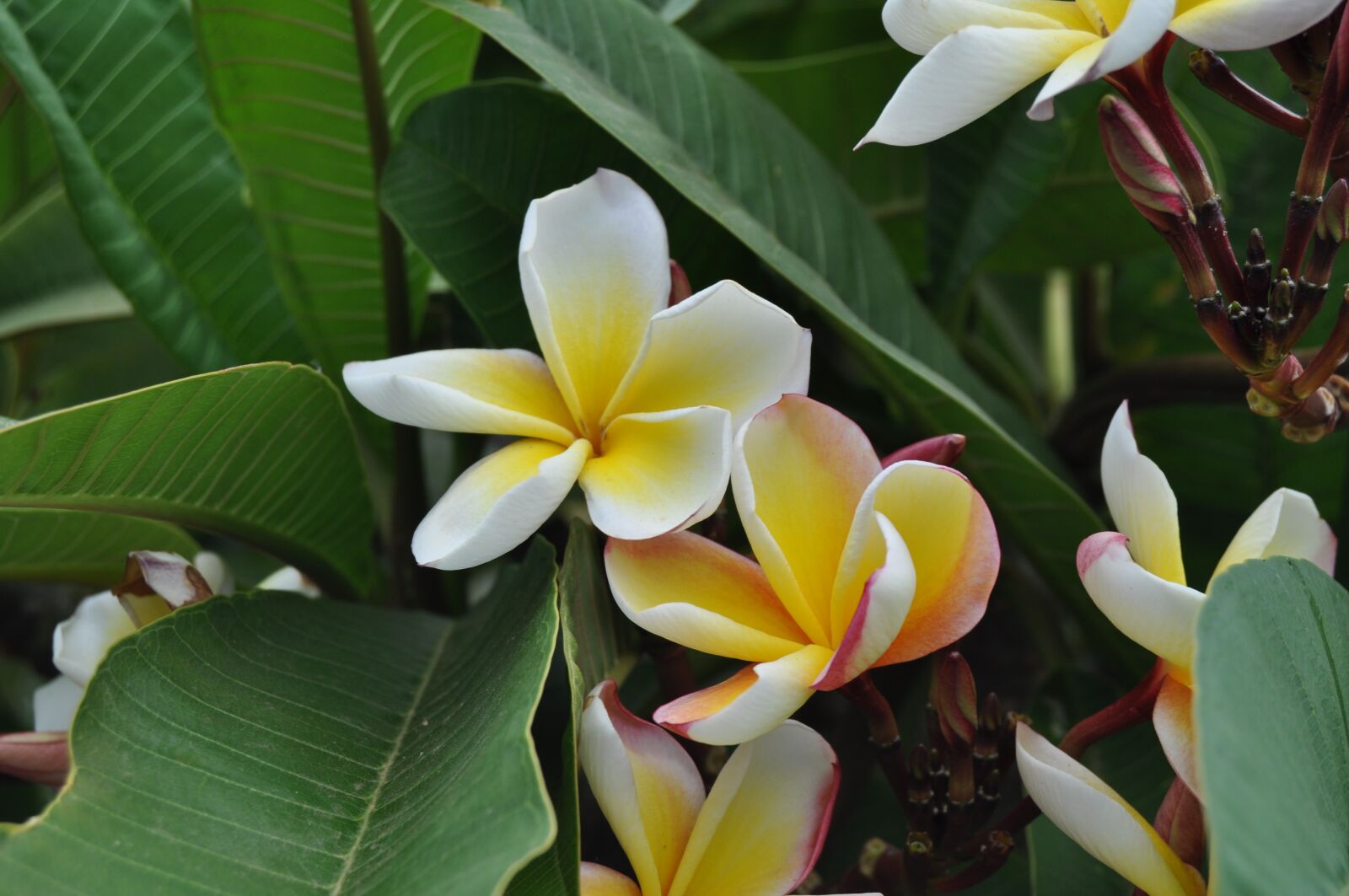Nikon D5000 sample photo. Tropical, plant, nature photography