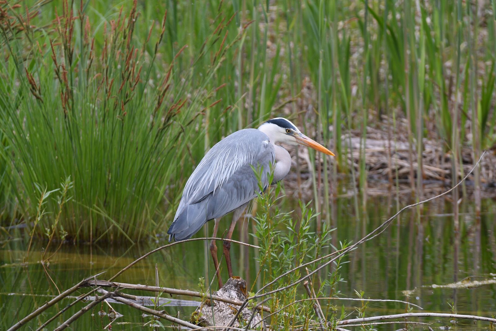 Nikon D500 sample photo. Grey heron, nature, bird photography