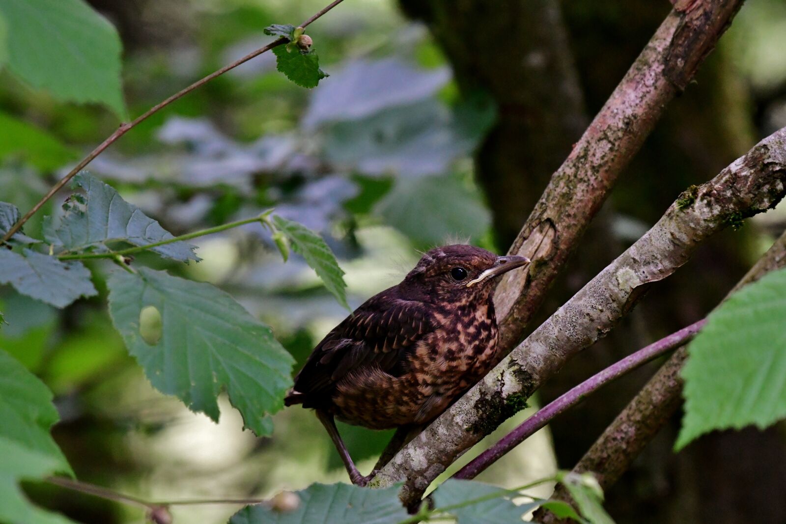 Nikon D500 sample photo. Song thrush, little bird photography