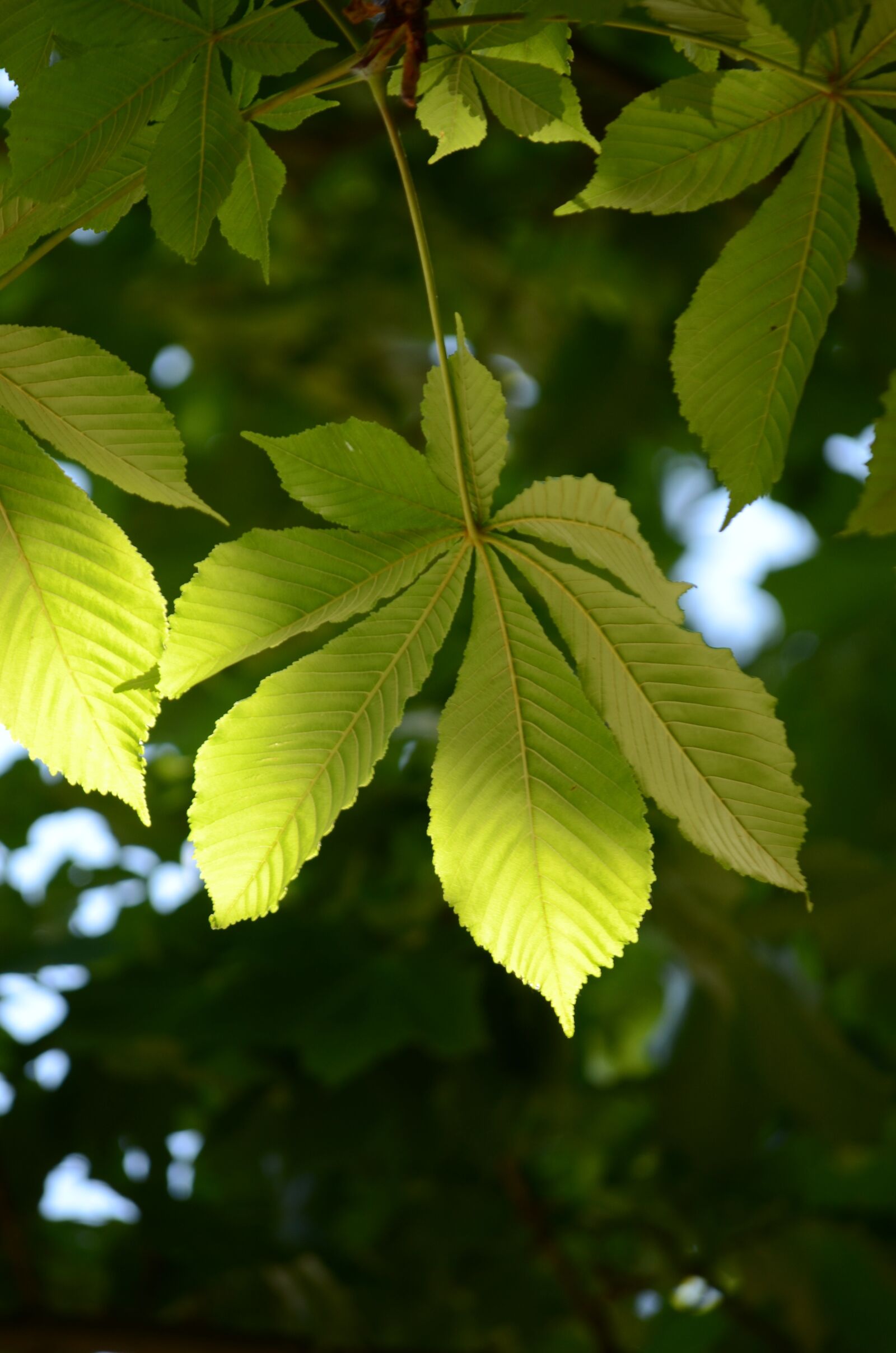 Nikon D7000 sample photo. Leaves, green, nature photography