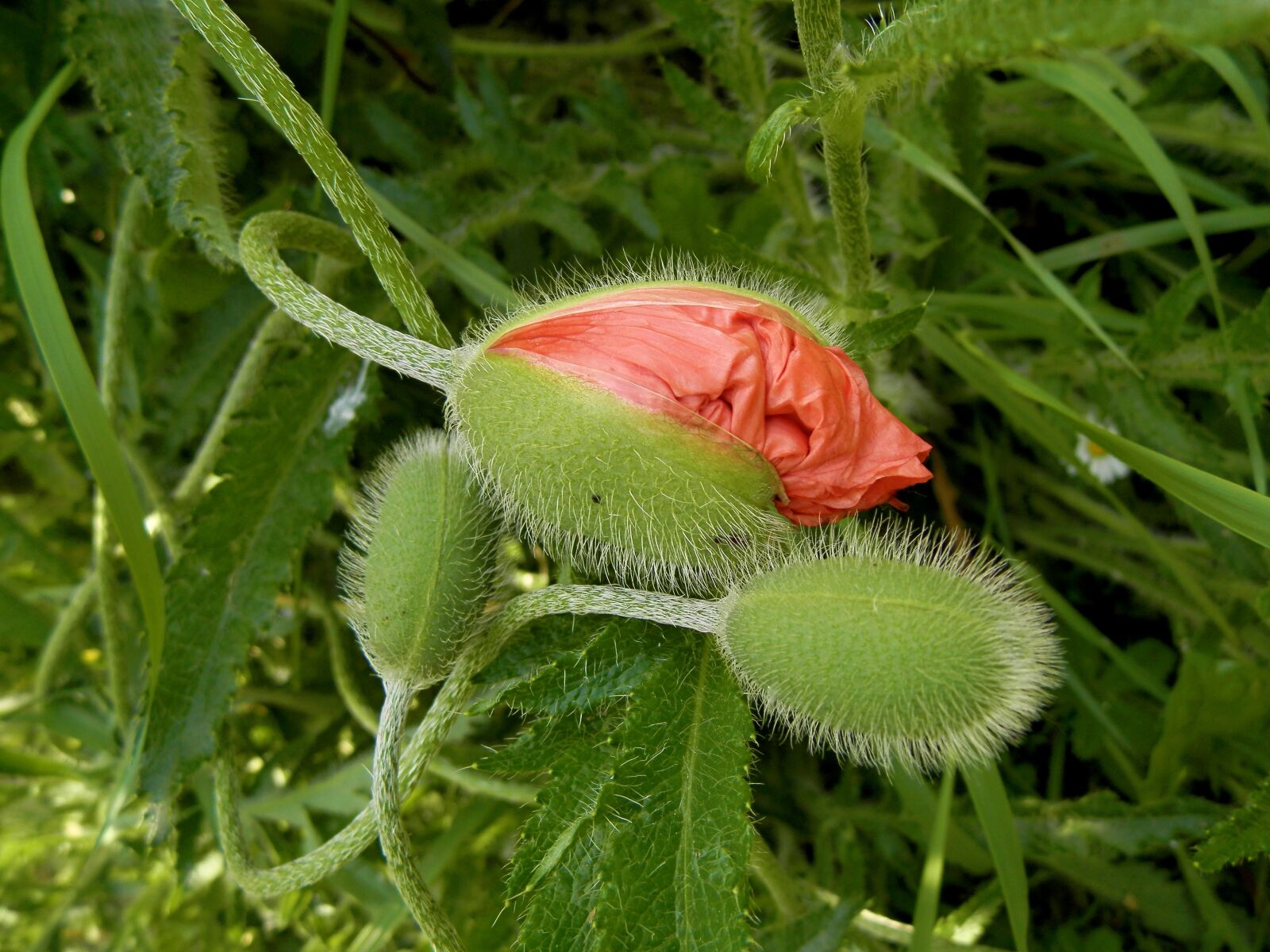 Olympus SP-620UZ sample photo. Flower, nature, slovakia photography