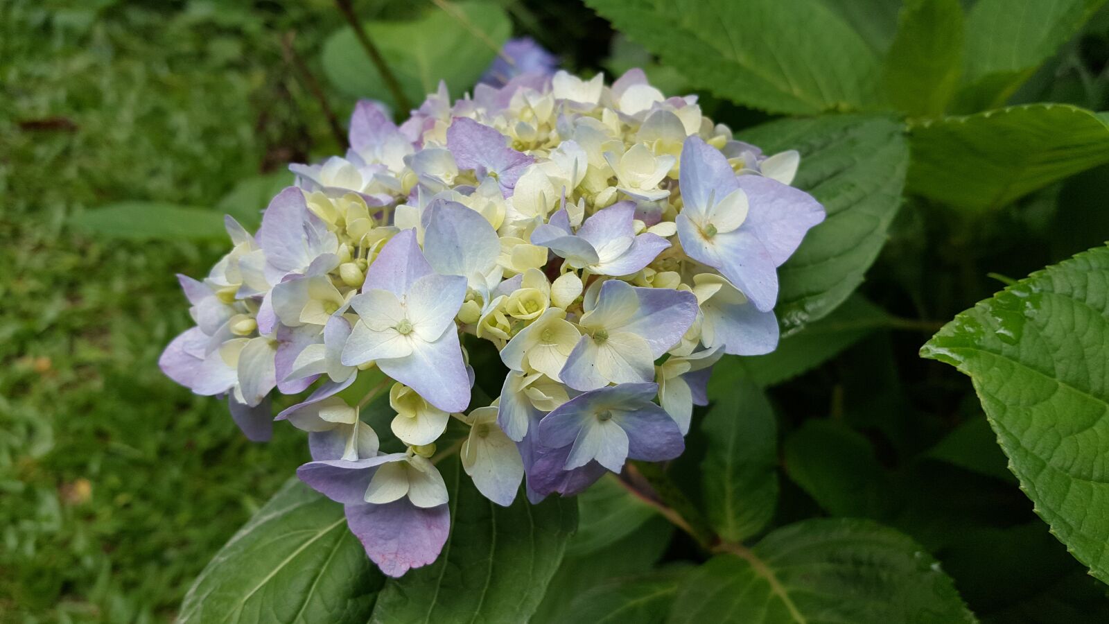 Samsung Galaxy Note5 sample photo. Hydrangea, lavender, spring photography