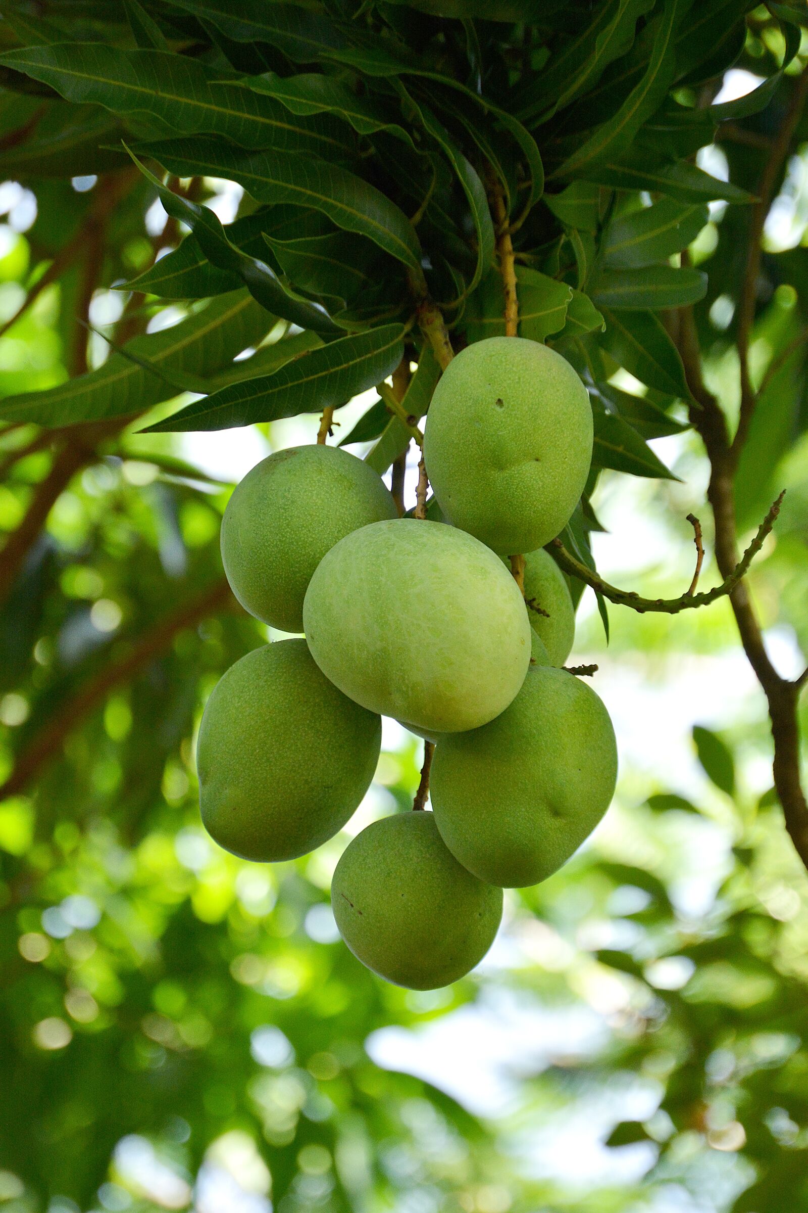Nikon D5200 sample photo. Mango, fruit, vegetable photography