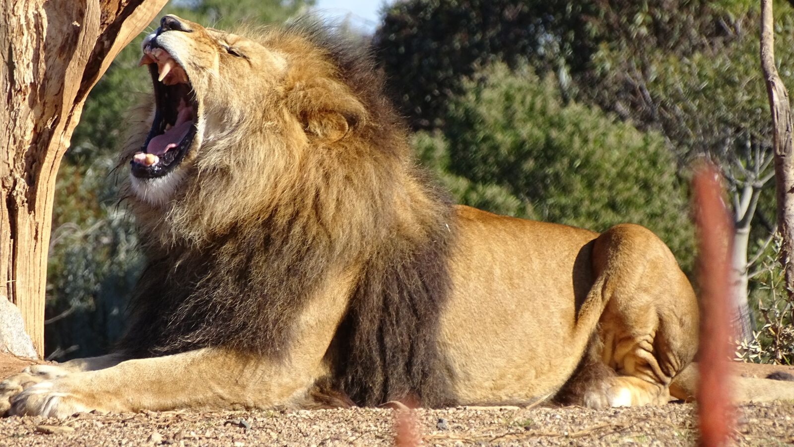 Sony Cyber-shot DSC-HX400V sample photo. Lion, roaring lion, big-cat photography