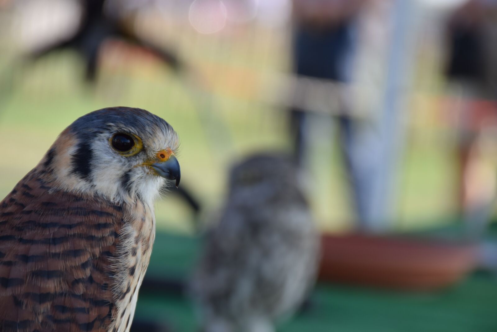 Nikon D5300 sample photo. Bird, feather, animals photography