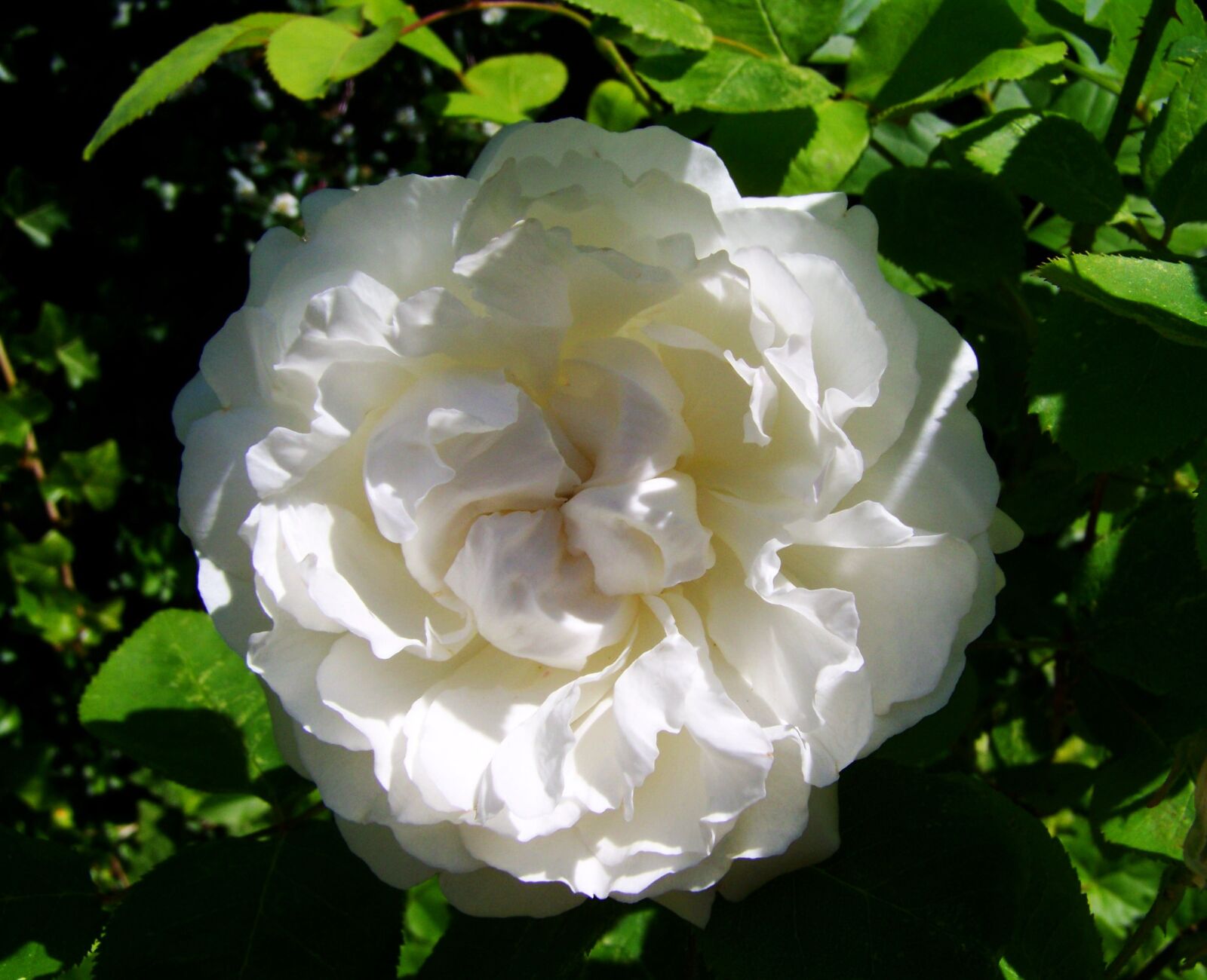 Kodak EASYSHARE ZD710 ZOOM DIGITAL CAMERA sample photo. Rose, white flower, garden photography