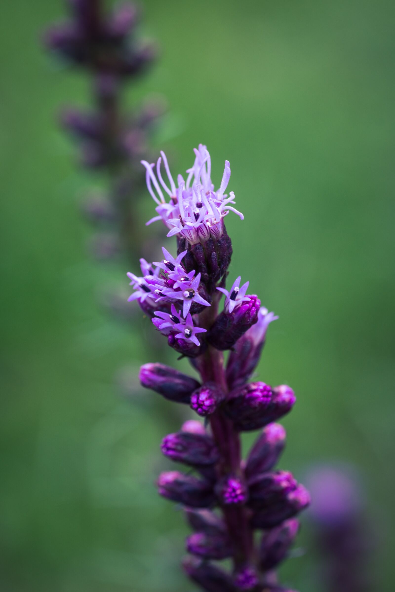 Canon EOS 70D sample photo. Liatris spicata, splendor notch photography