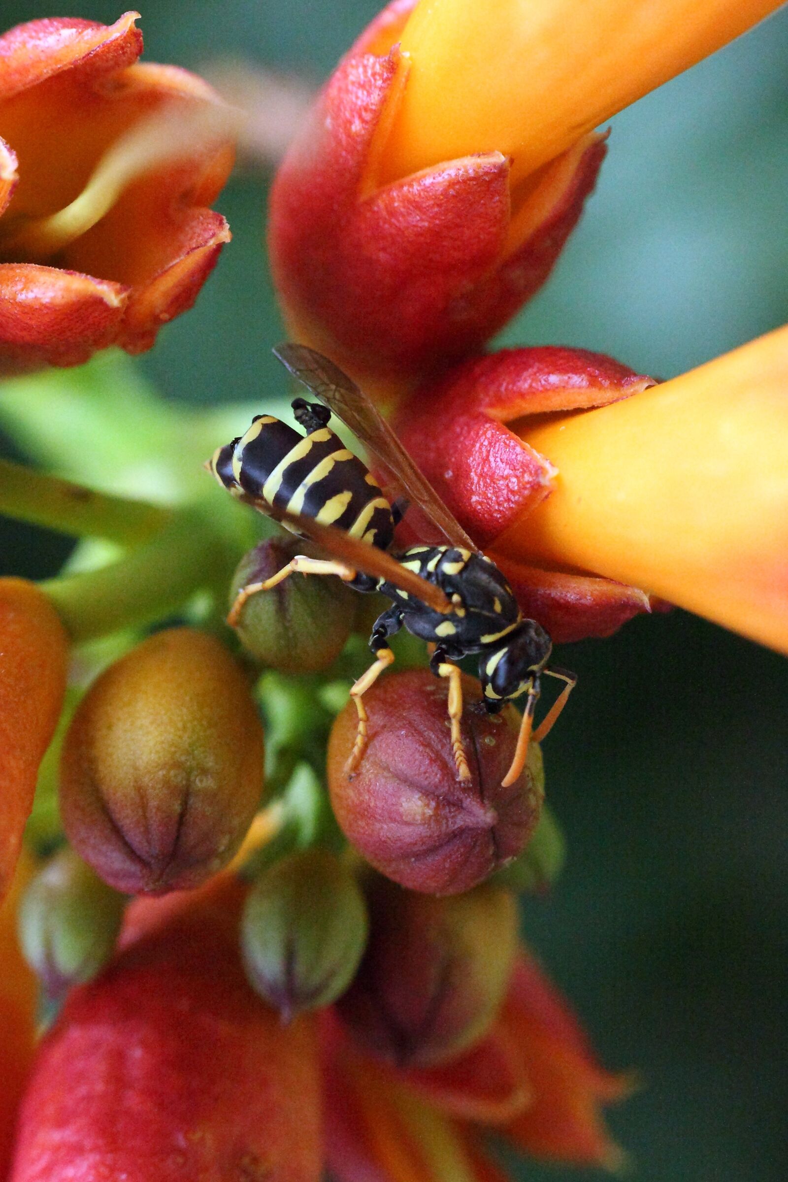 Canon EOS 5D Mark II sample photo. Wasp, insect, flower photography