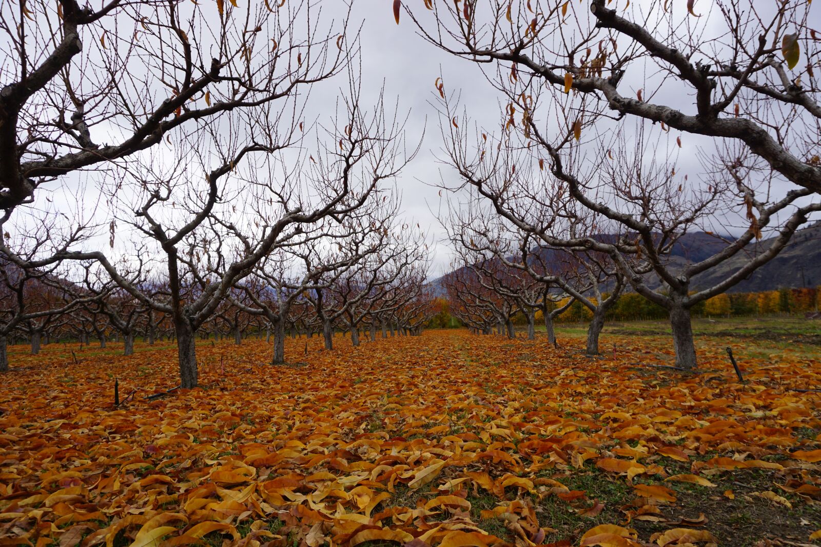 Sony E 16-50mm F3.5-5.6 PZ OSS sample photo. Wine, wine making, osoyoos photography