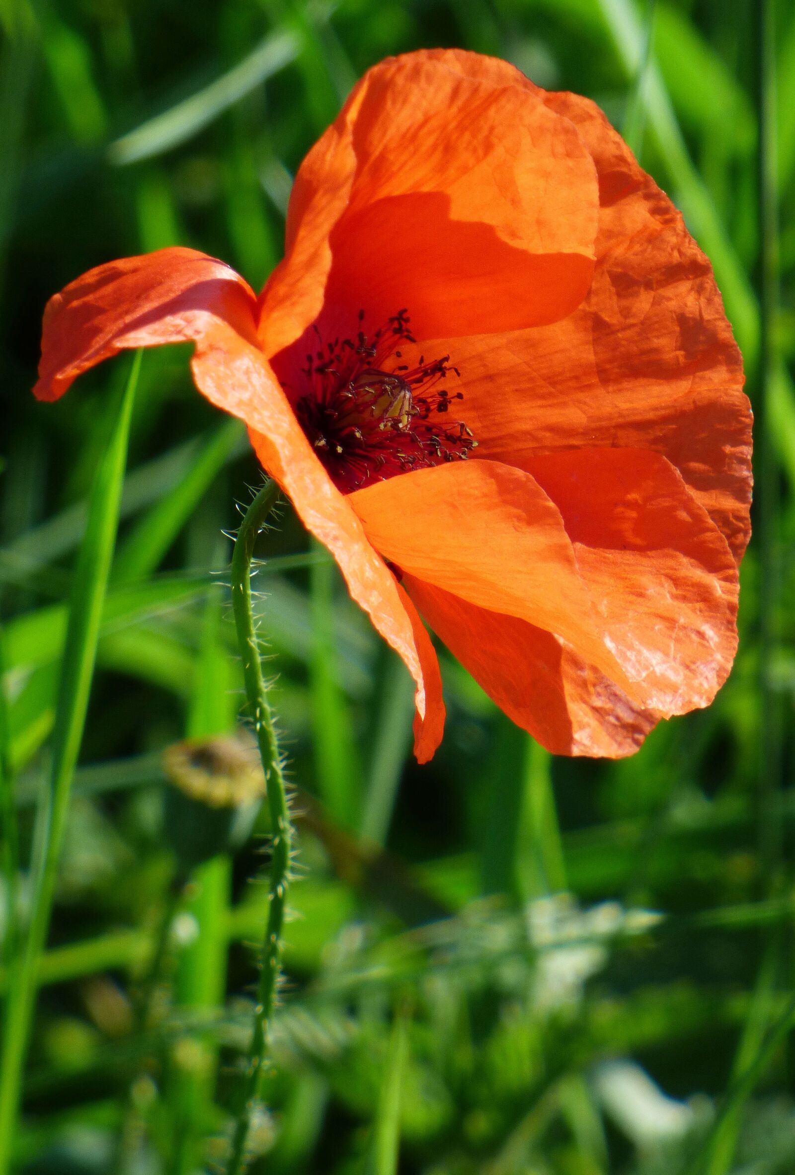 Panasonic DMC-FZ72 sample photo. Flower, summer, poppy photography