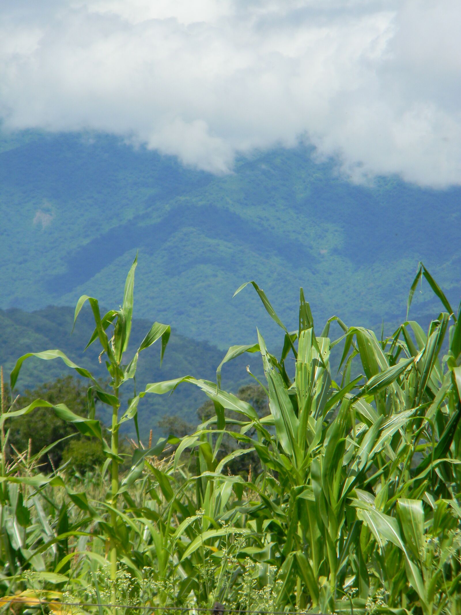 Nikon Coolpix L110 sample photo. Corn, cultivation, agriculture photography