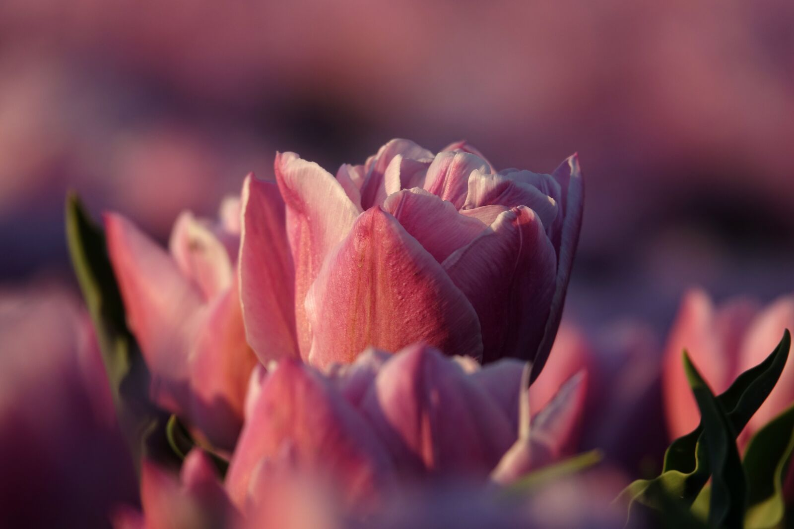 Sony Cyber-shot DSC-RX10 III sample photo. Tulips, tulip field, pink photography