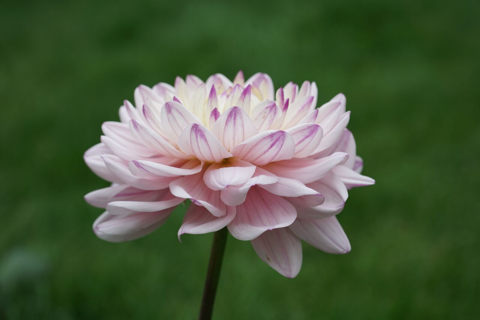 Sony a6000 + Sony E PZ 18-105mm F4 G OSS sample photo. Flower, plant, white photography