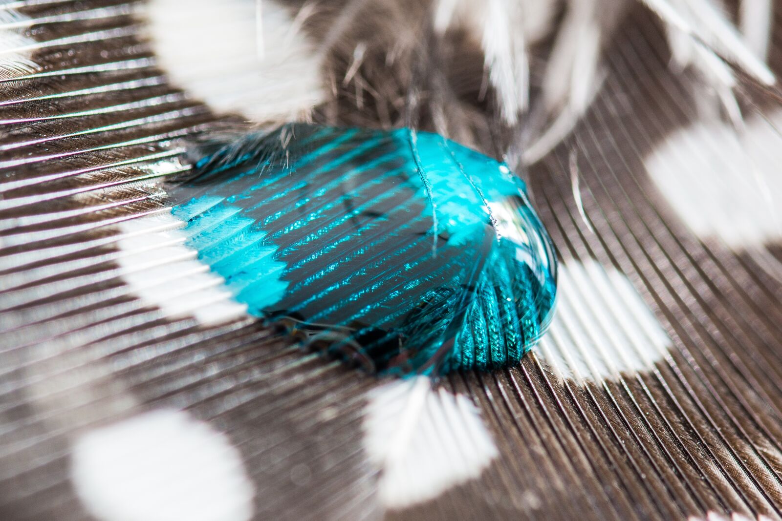 Canon EOS 70D sample photo. Perlhuhnfeder, drip, feather photography