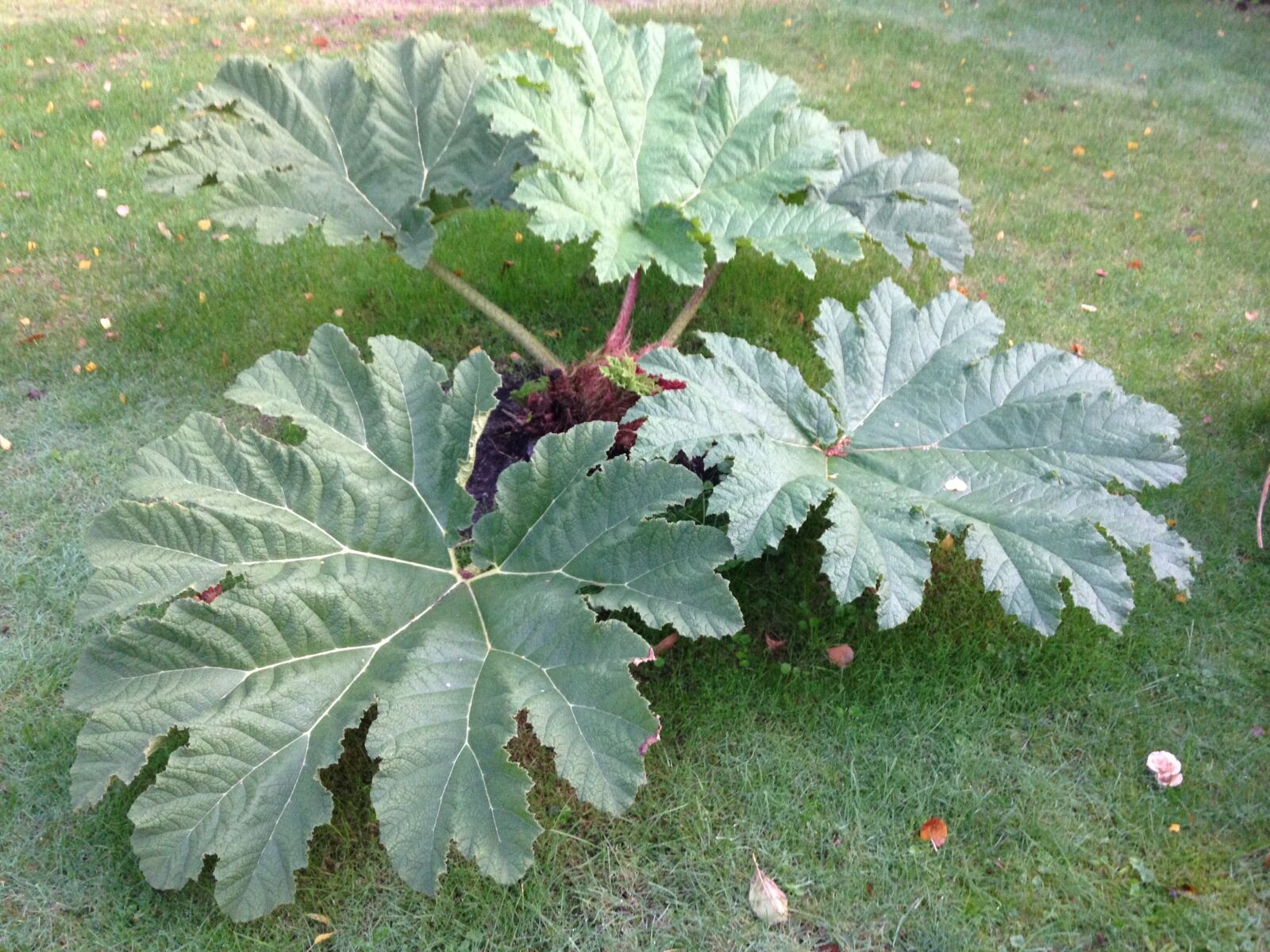 iPhone 5 back camera 4.12mm f/2.4 sample photo. Gunnera manicata, a large photography