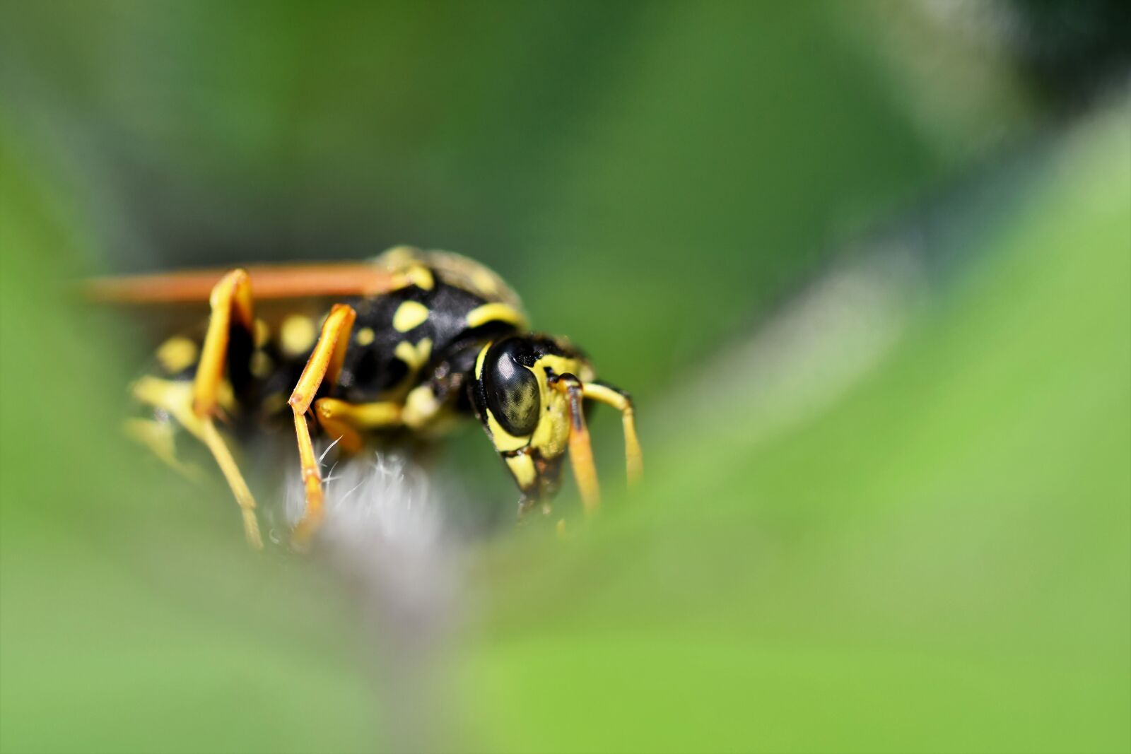 Nikon D7200 sample photo. Wasp, insect, sting photography