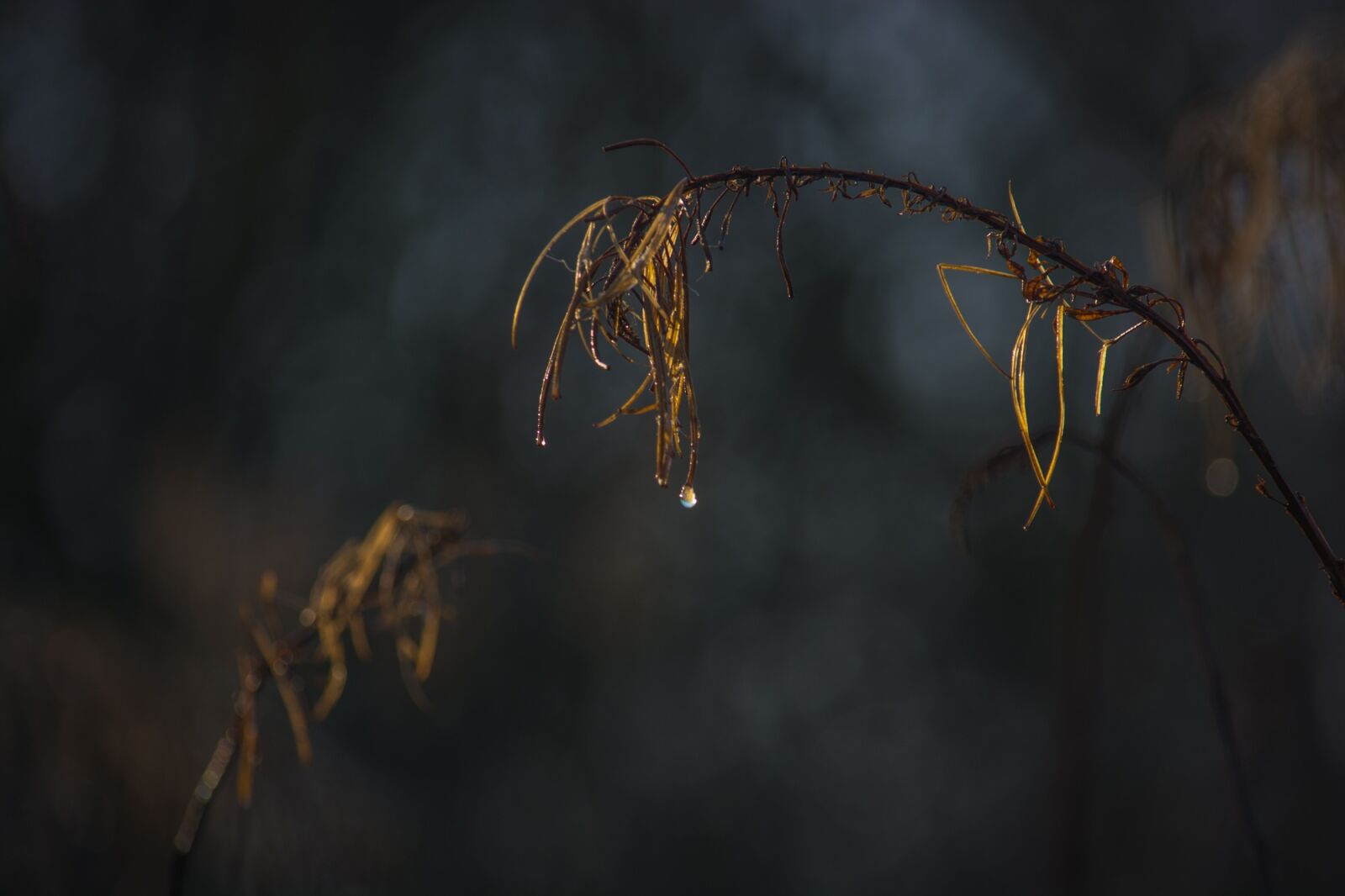 Nikon D5200 sample photo. Plant, dark, nature photography