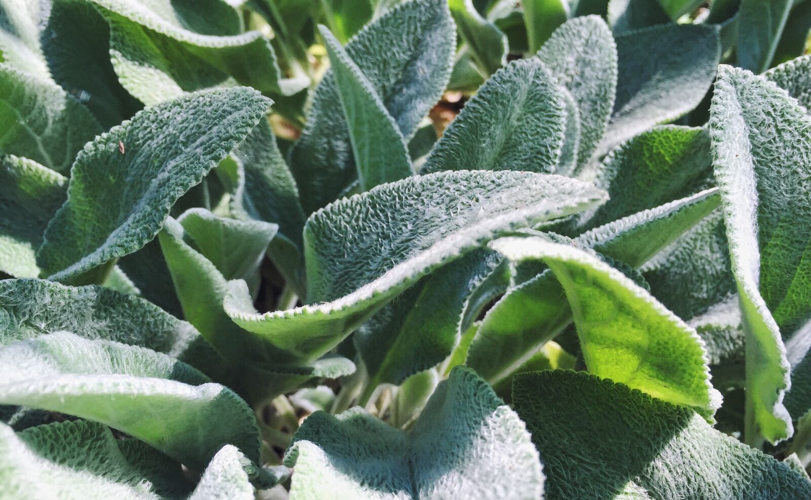 Apple iPhone 6 sample photo. Garden, plants, nature photography