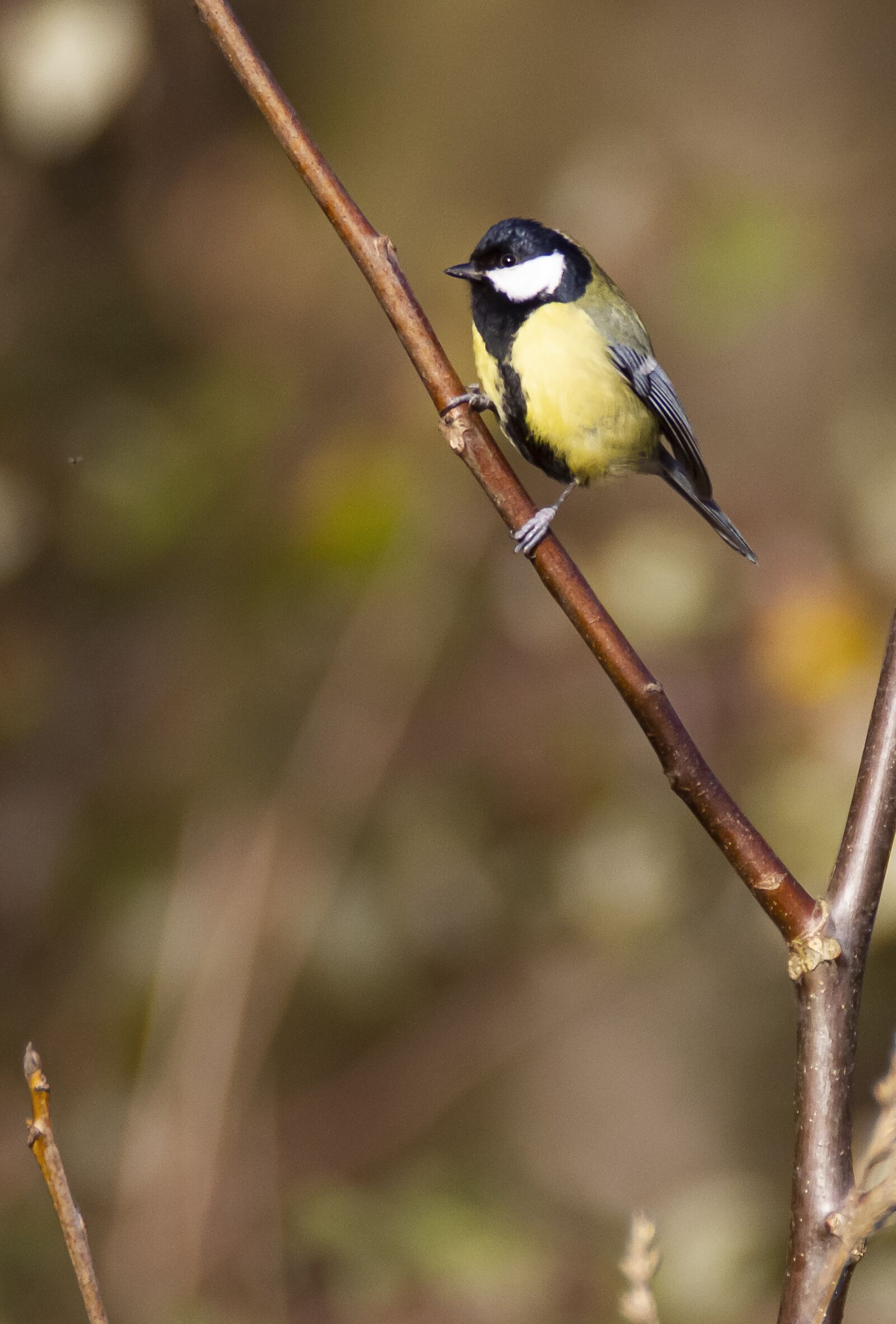 Canon EOS 7D sample photo. Coal tit, titmouse, bird photography