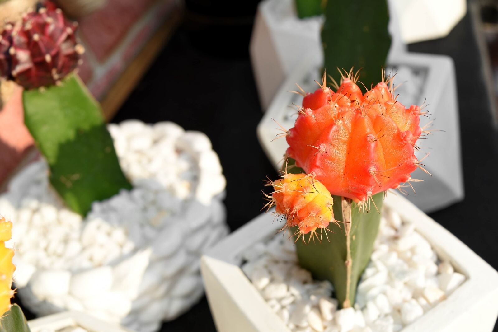 Nikon D5500 sample photo. Cactus, arrangement, beautiful flowers photography